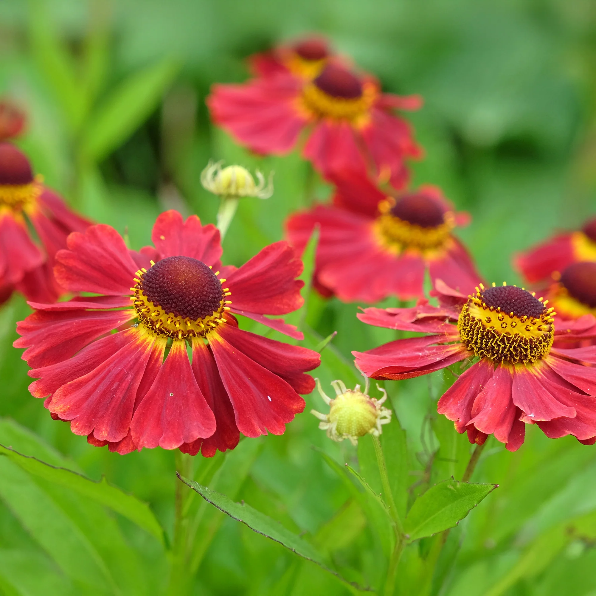 Sonnenbraut 'Red Jewel' - Image 3