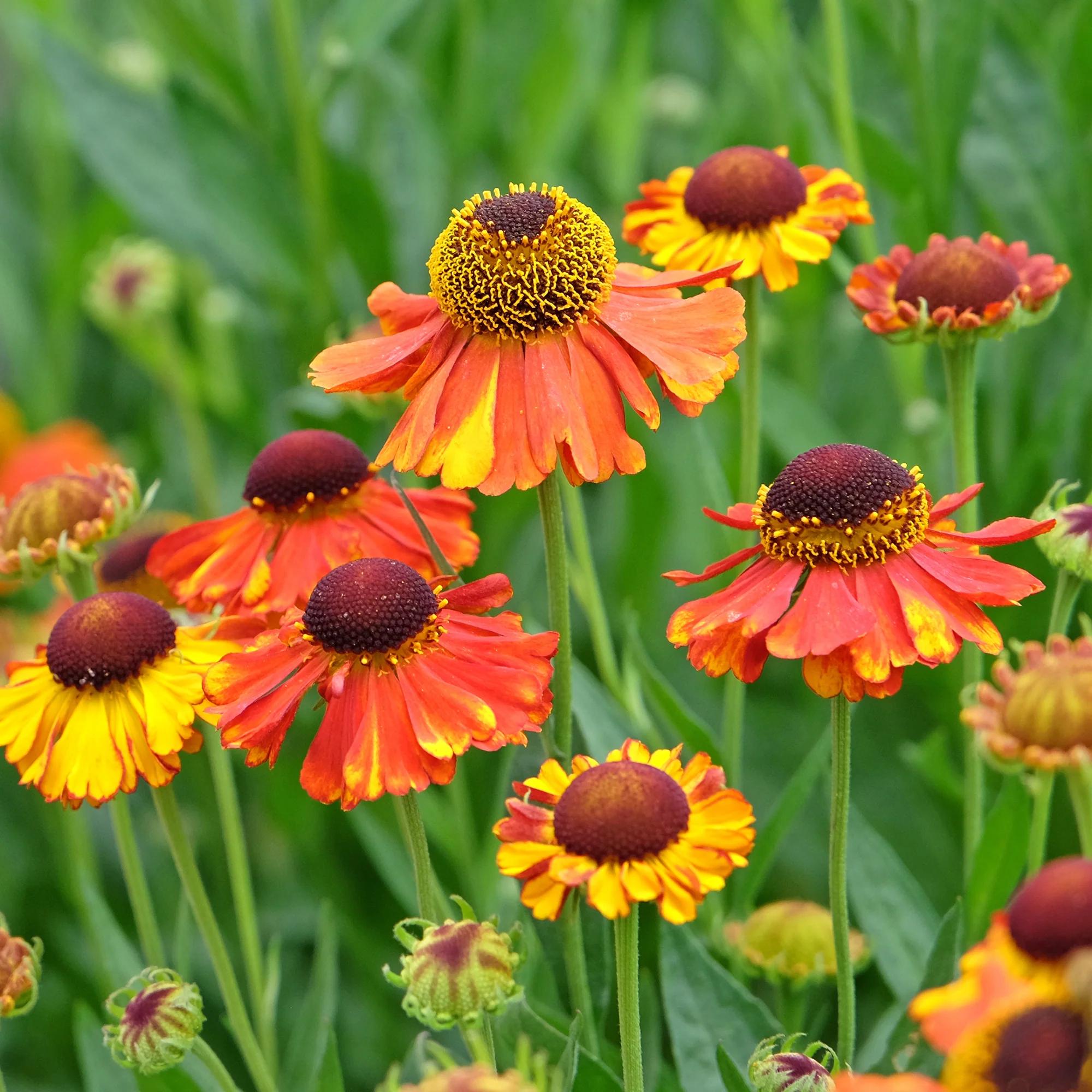Sonnenbraut Sahins Early Flowerer ® - Image 3