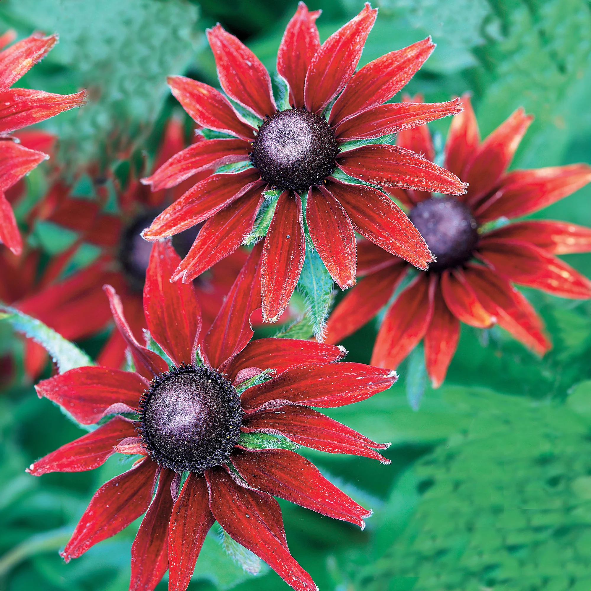 Sonnenhut Cherry Brandy (x2) - Image 3