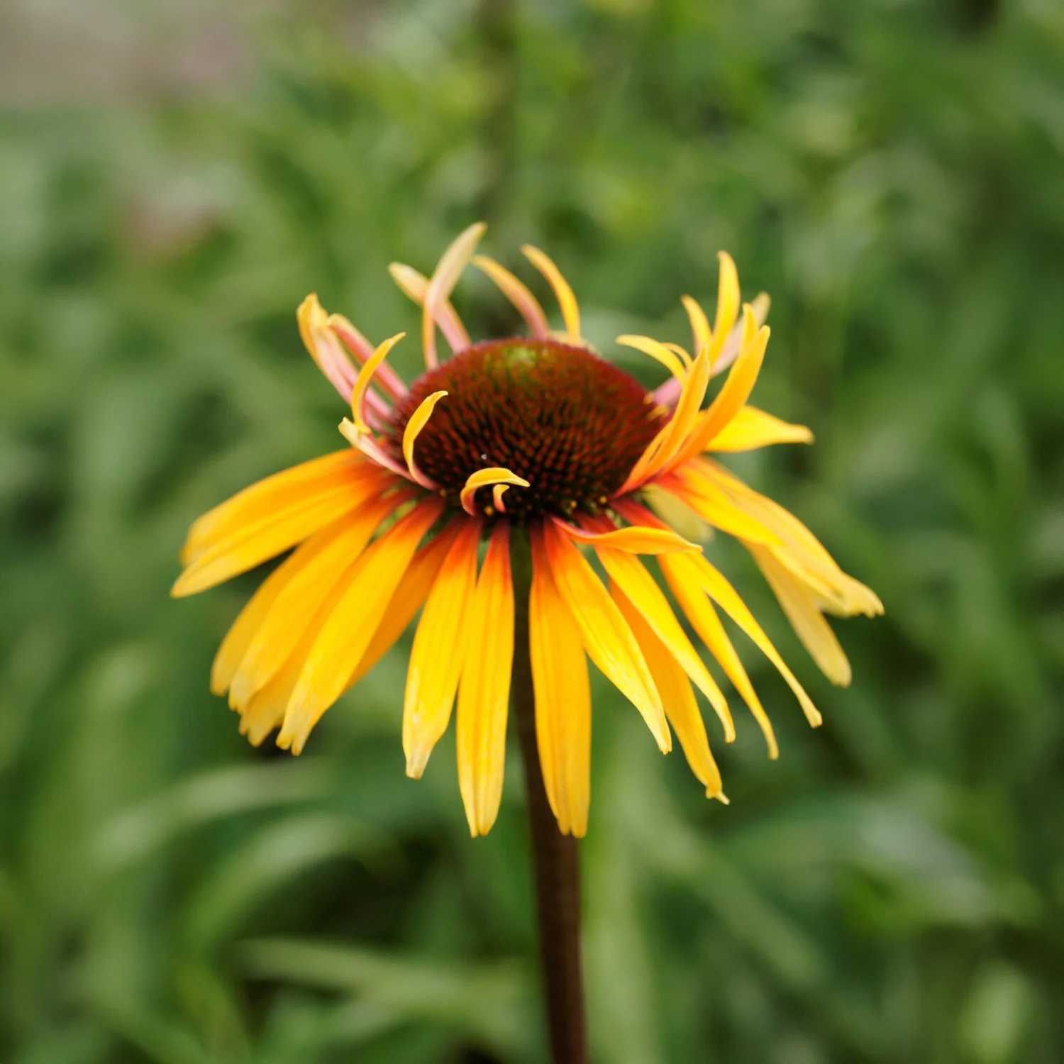 Sonnenhut ‘Funky Yellow’