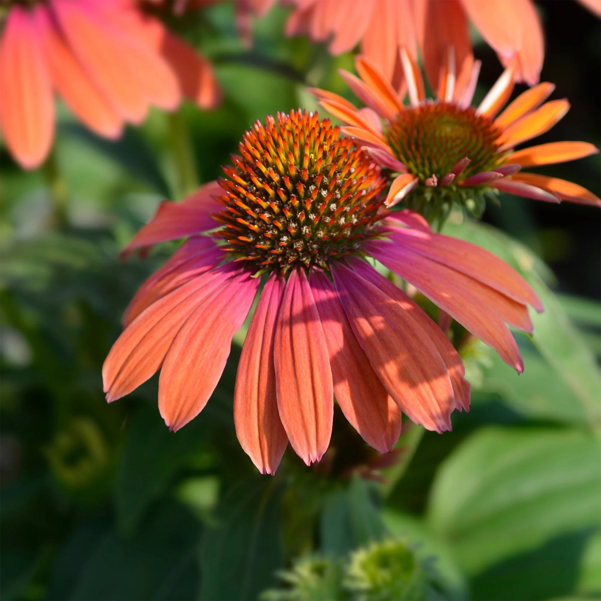 Sonnenhut ‘Julia’
