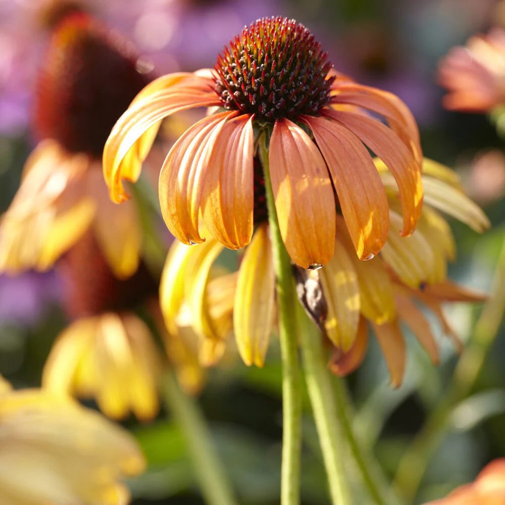 Sonnenhut Tangerine Dream ® - Image 3