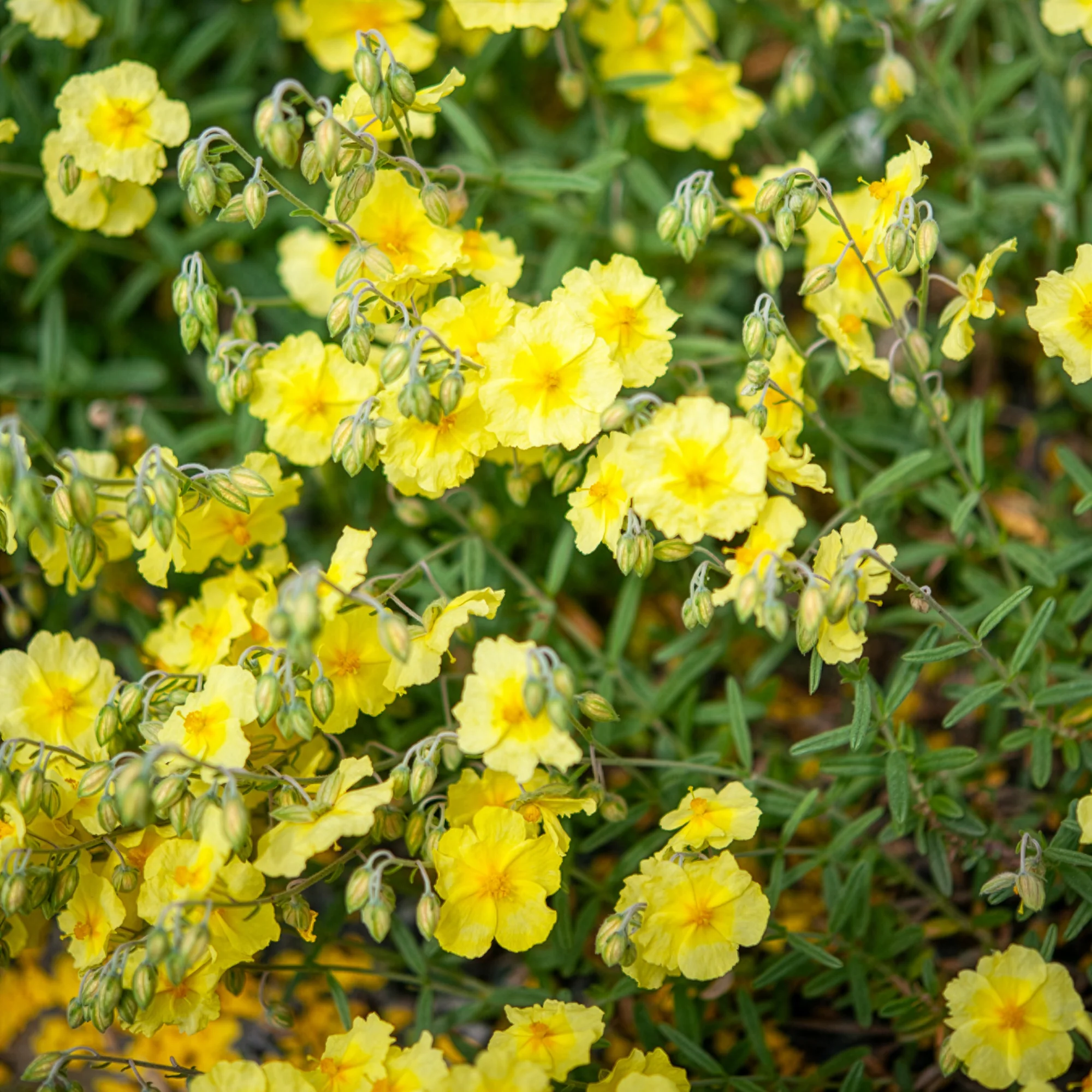 Sonnenröschen Wisley Primrose - Image 3