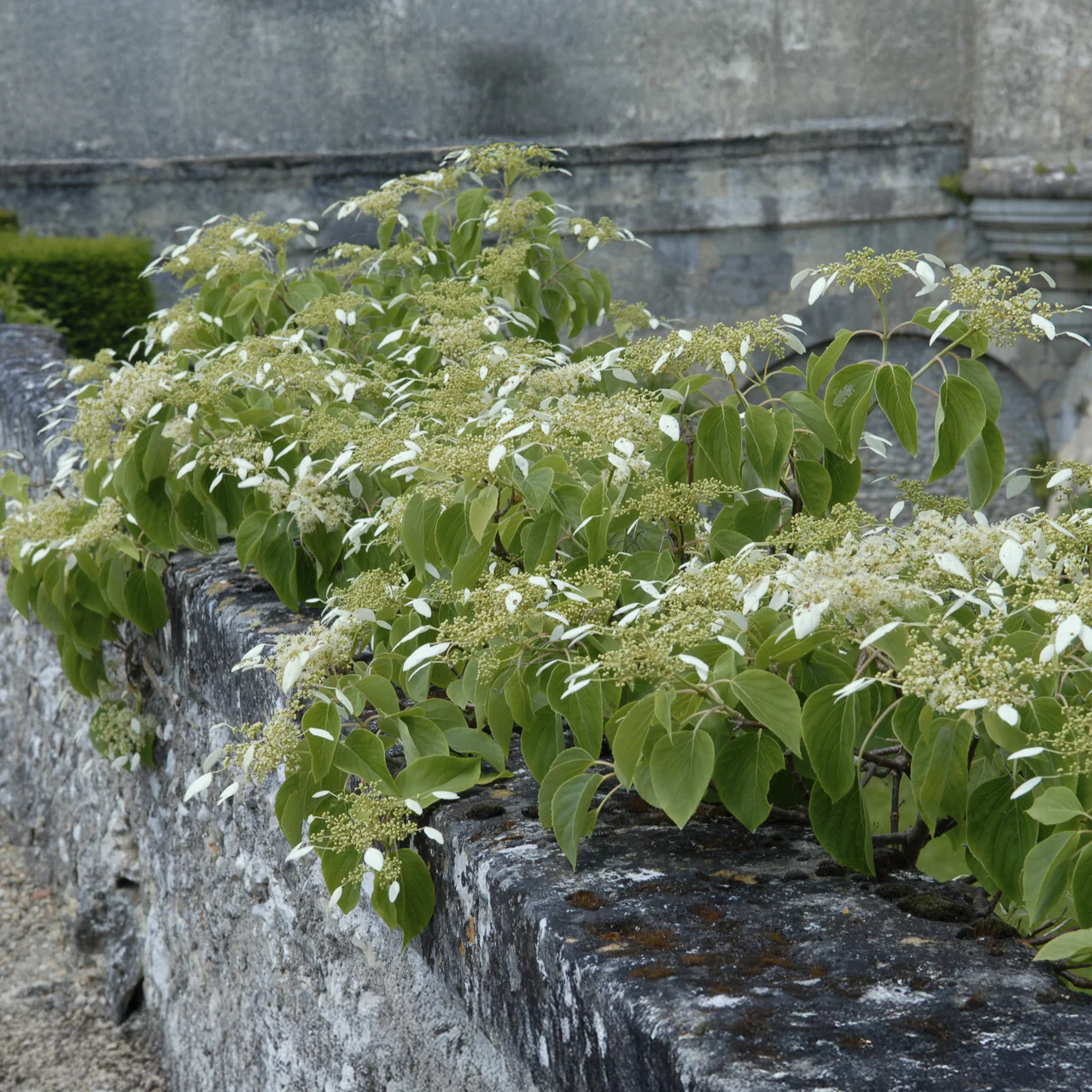 Spalthortensie - Image 7