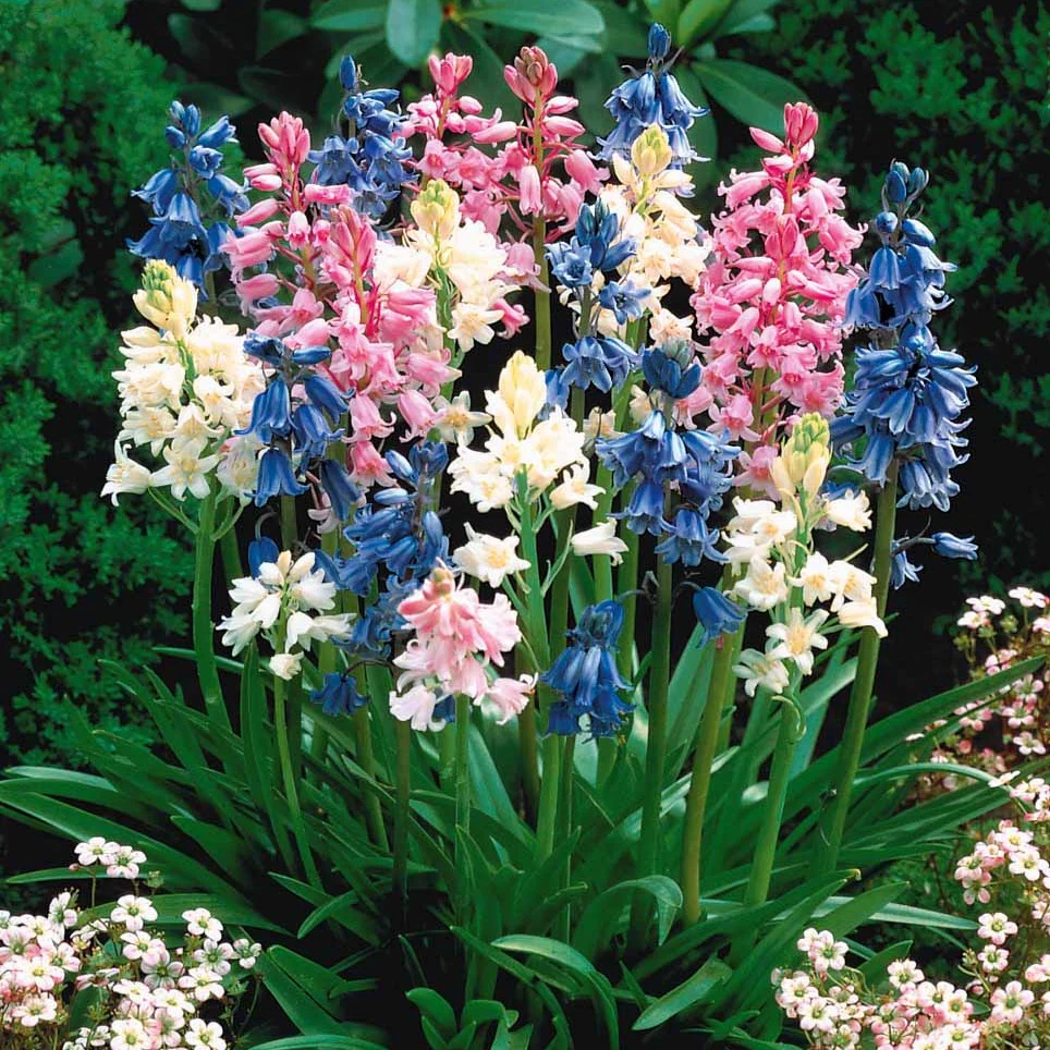 Spanische Glocken Scilla Mischung (x5)