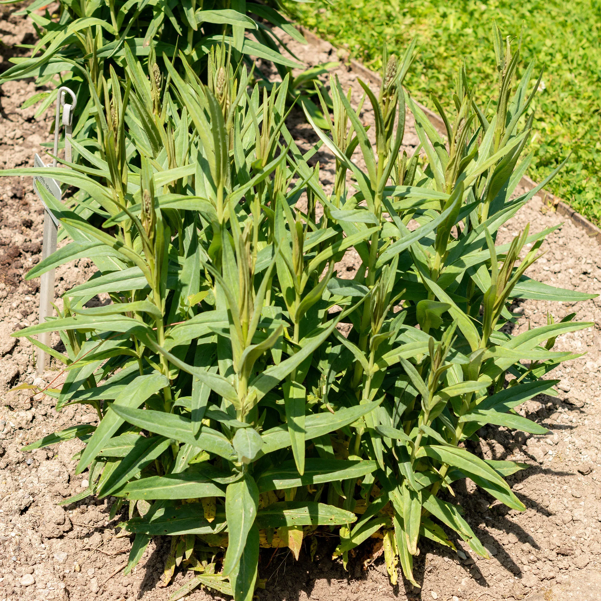 Spanischer Felberich - Image 3