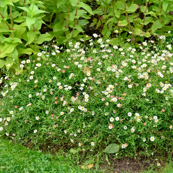 Spanisches Gänseblümchen Profusion - Image 3