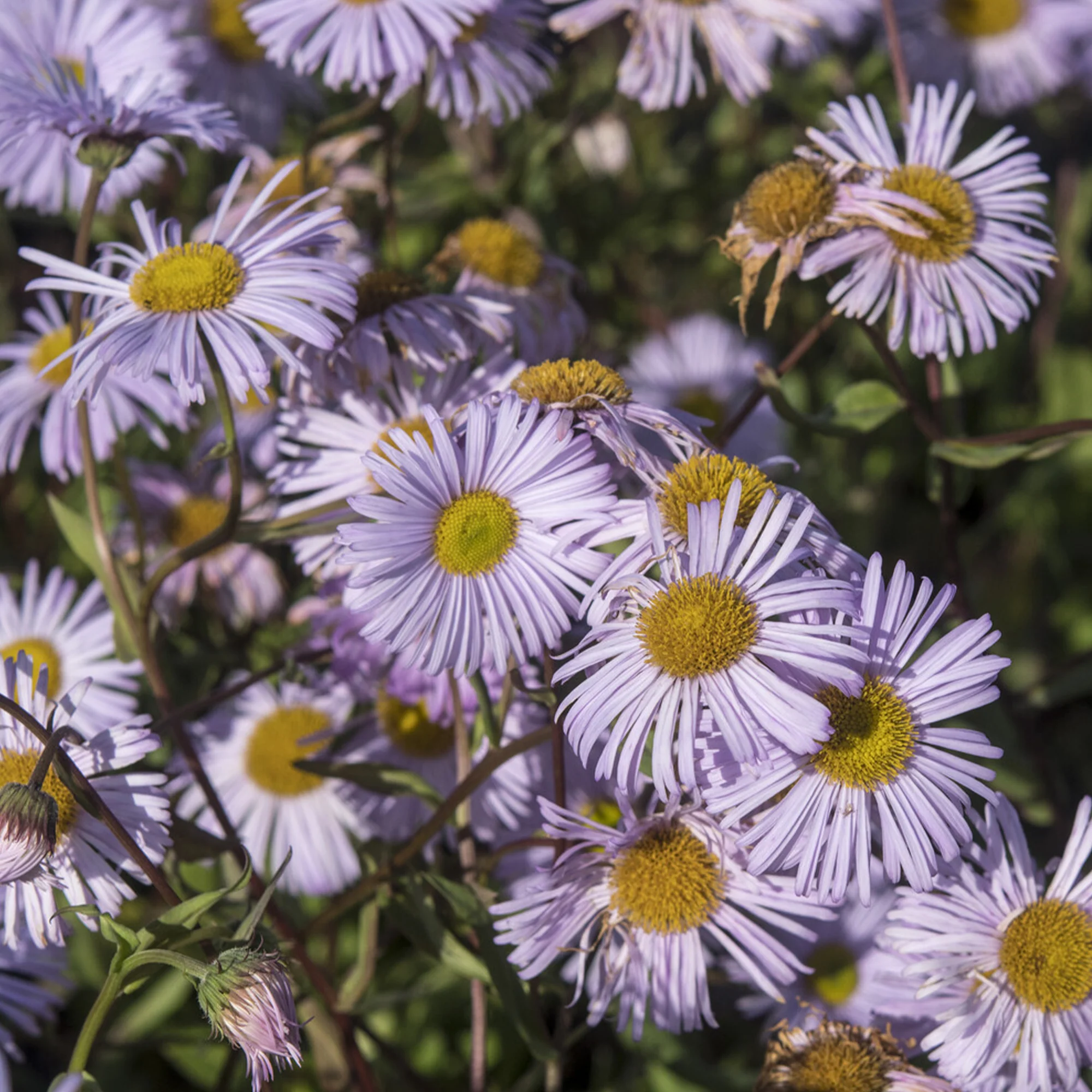 Spanisches Gänseblümchen ‘Quakeress’ - Image 2