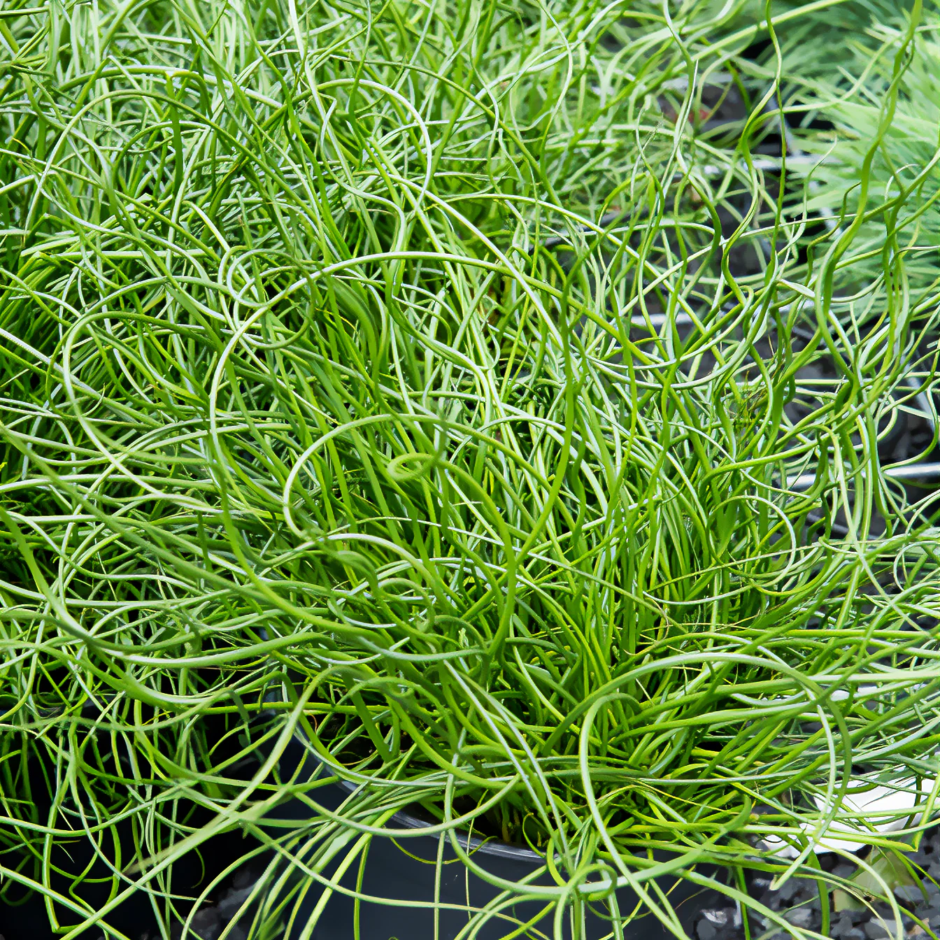 Sparrige Binse Spiralis - Image 4