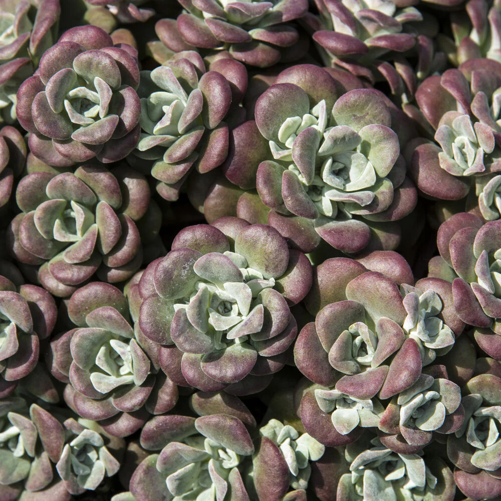 Spatelblättriges Fettblatt 'Purpureum' - Image 3