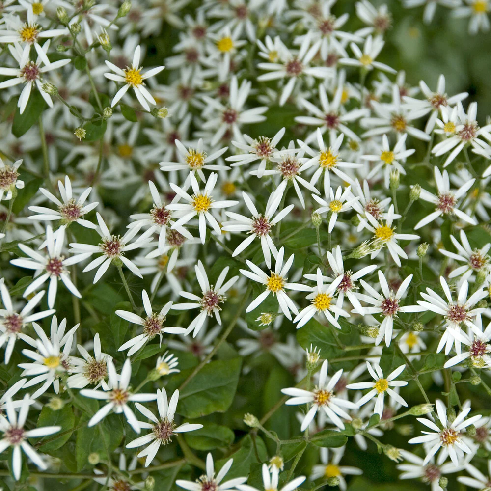 Sperrige Aster