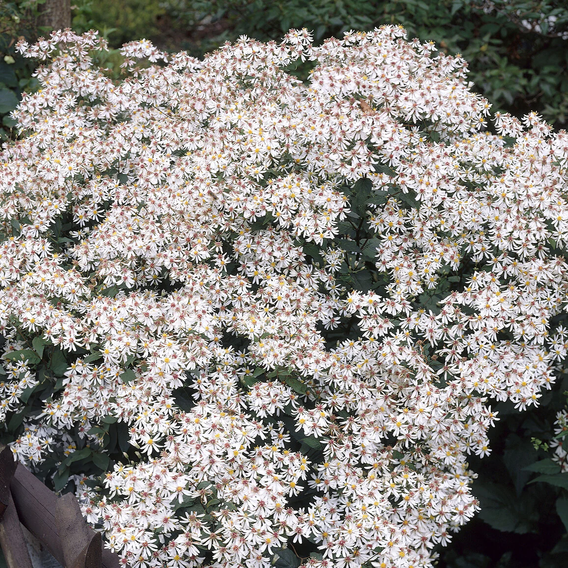 Sperrige Aster - Image 2
