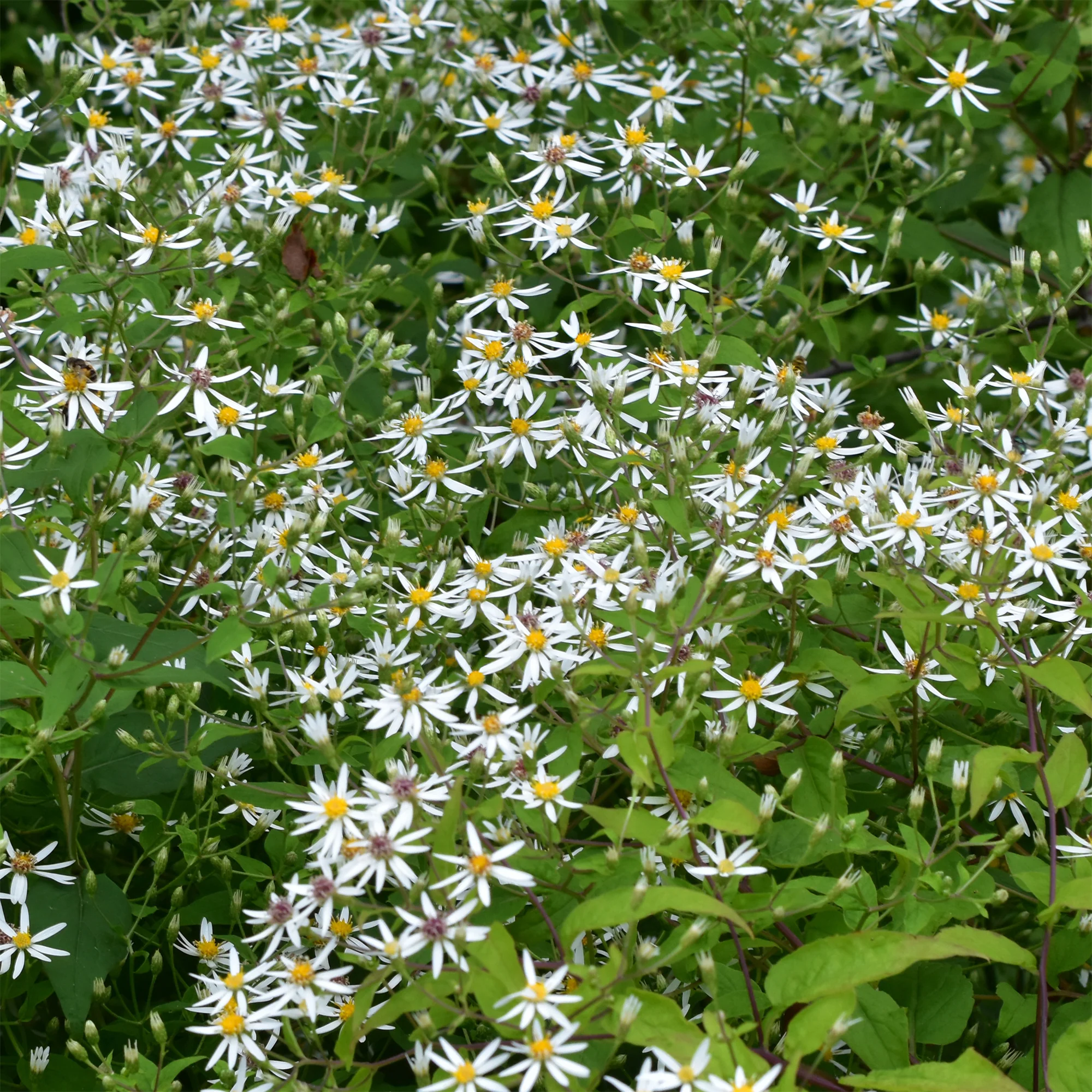 Sperrige Aster - Image 3