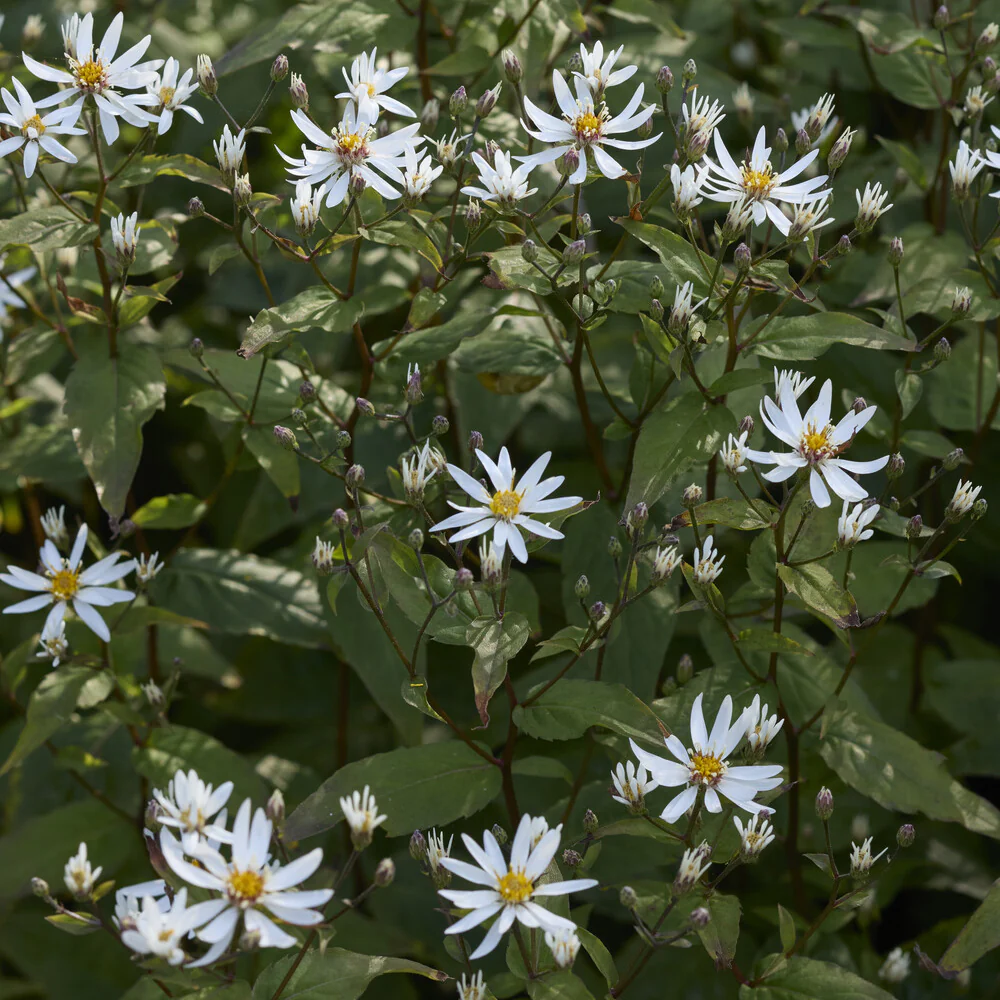 Sperrige Aster - Image 4