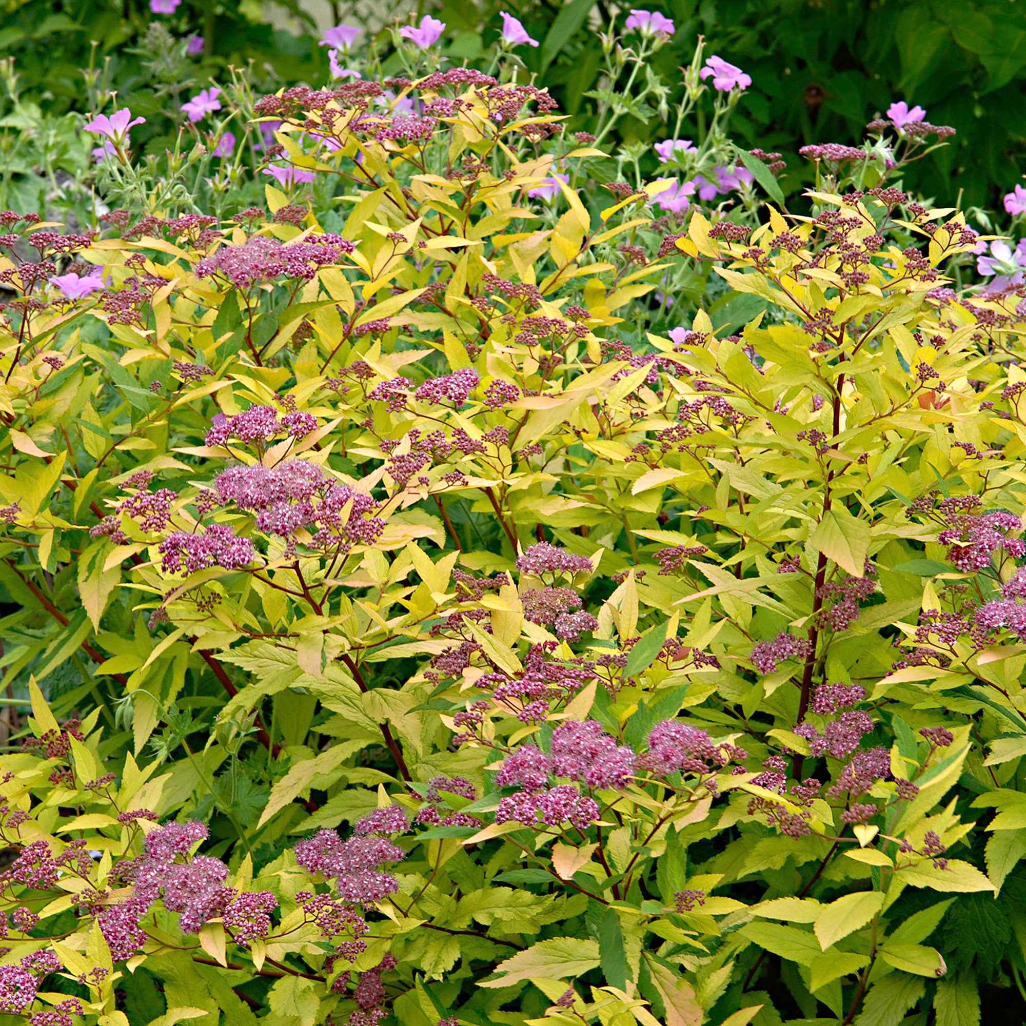 Spierstrauch 'Goldflame' - Image 4