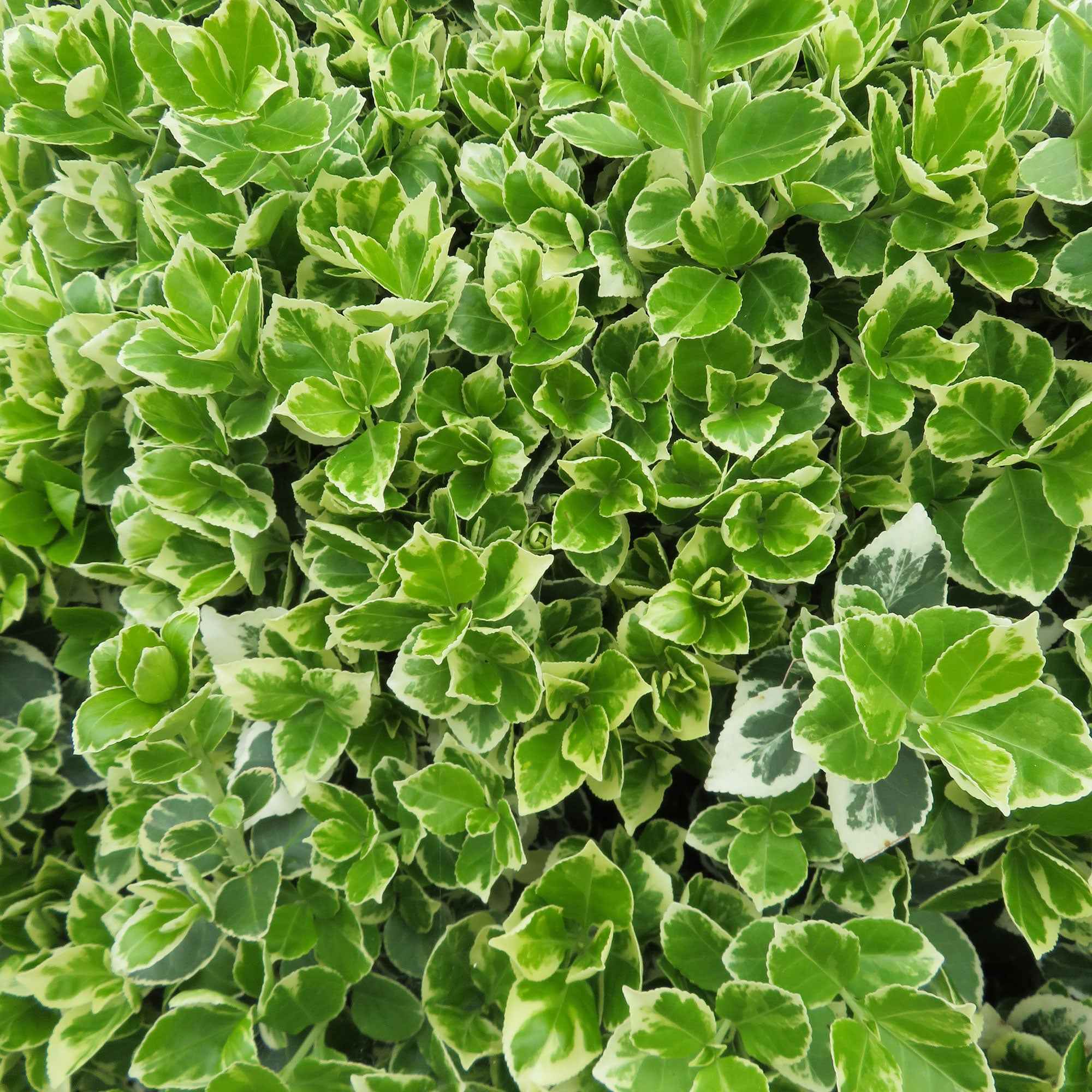 Spindelstrauch 'Emerald Gaiety' - Image 3
