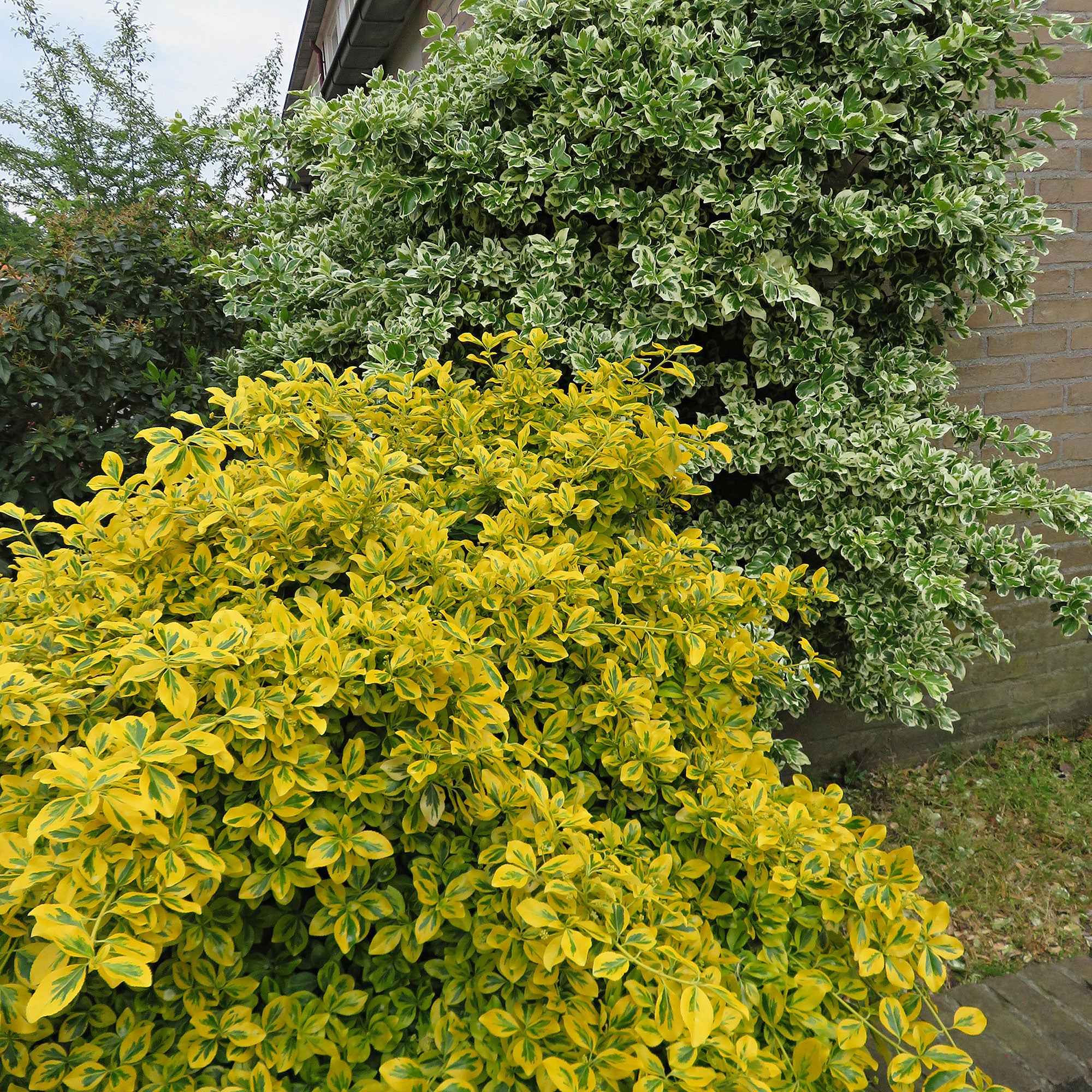 Spindelstrauch ‚Emerald ’n’ Gold‘ - Image 3