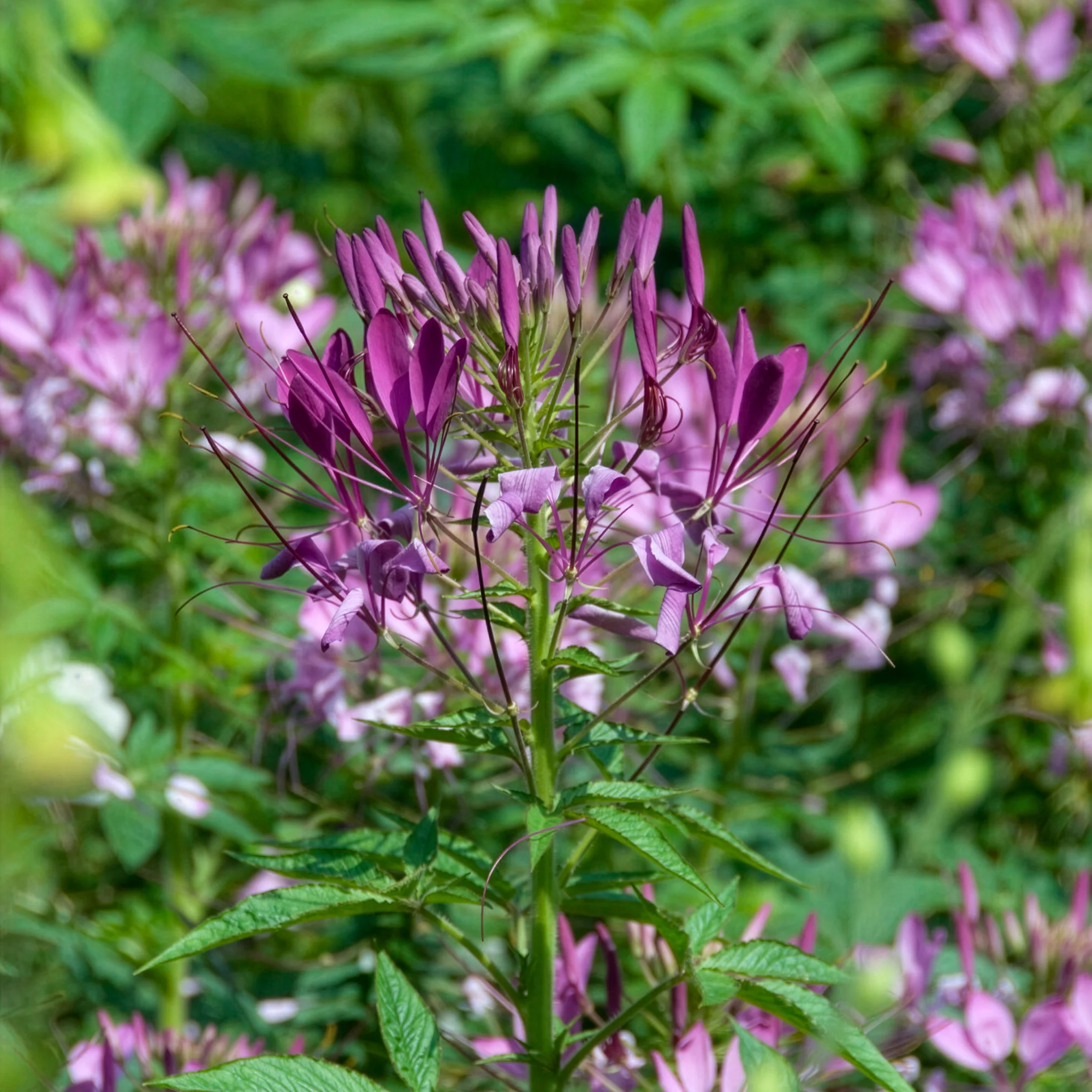 Spinnenblume Violet Queen - Image 4