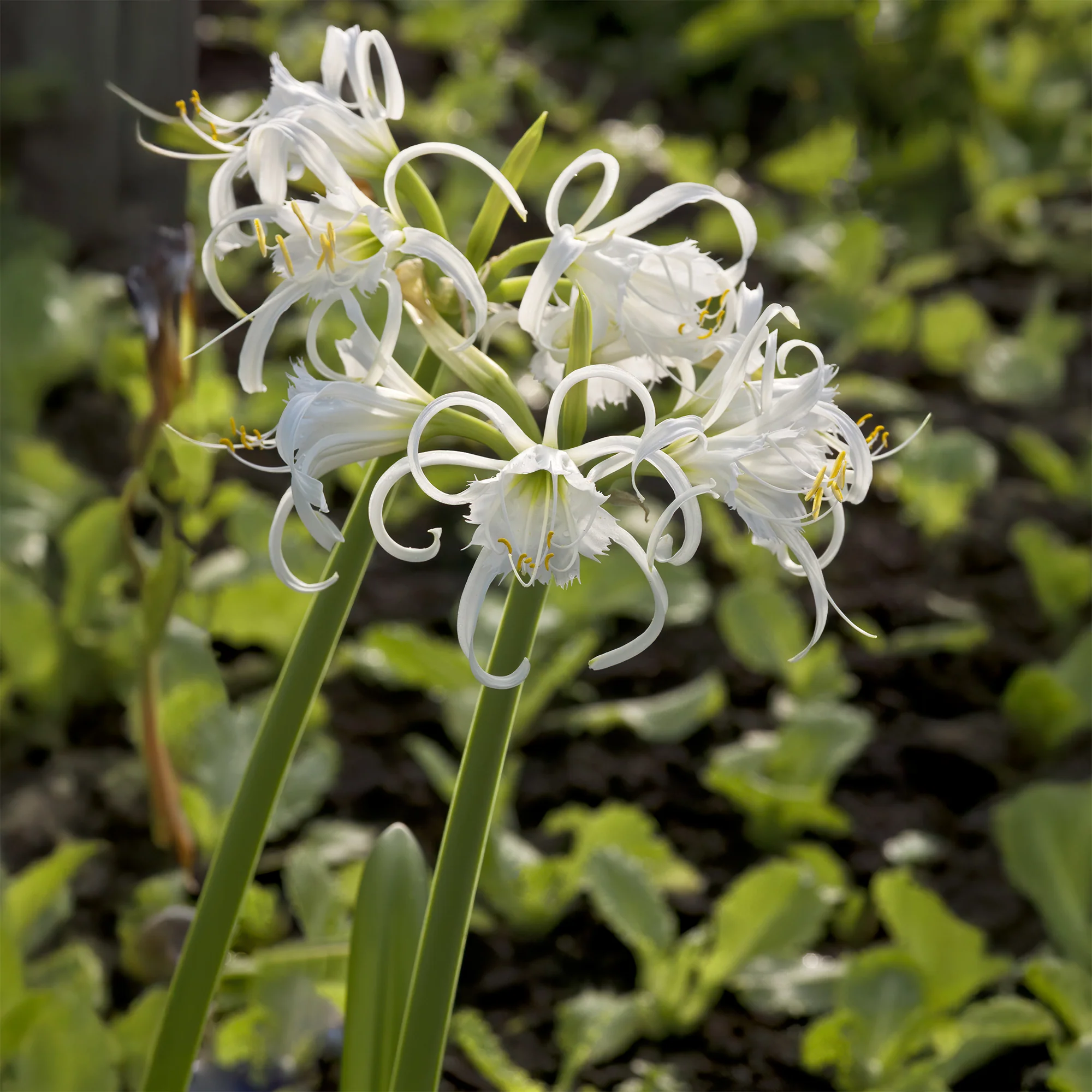 Spinnenlilie ‘Festalis’ (x3) - Image 2