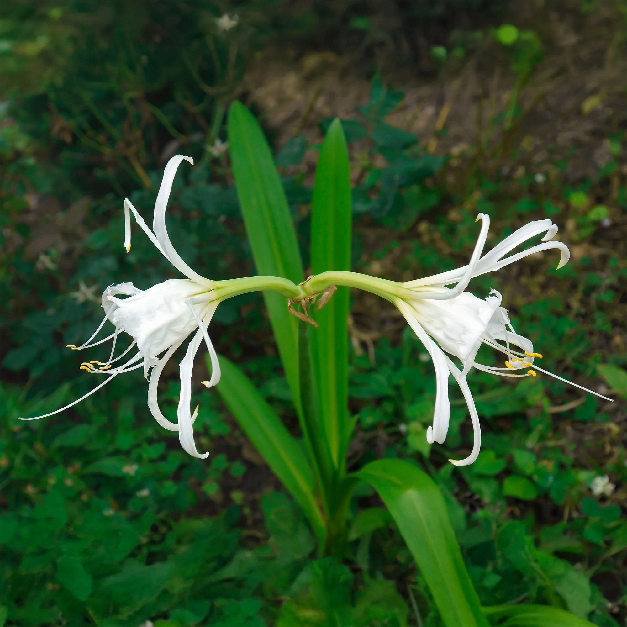 Spinnenlilie ‘Festalis’ (x3) - Image 3