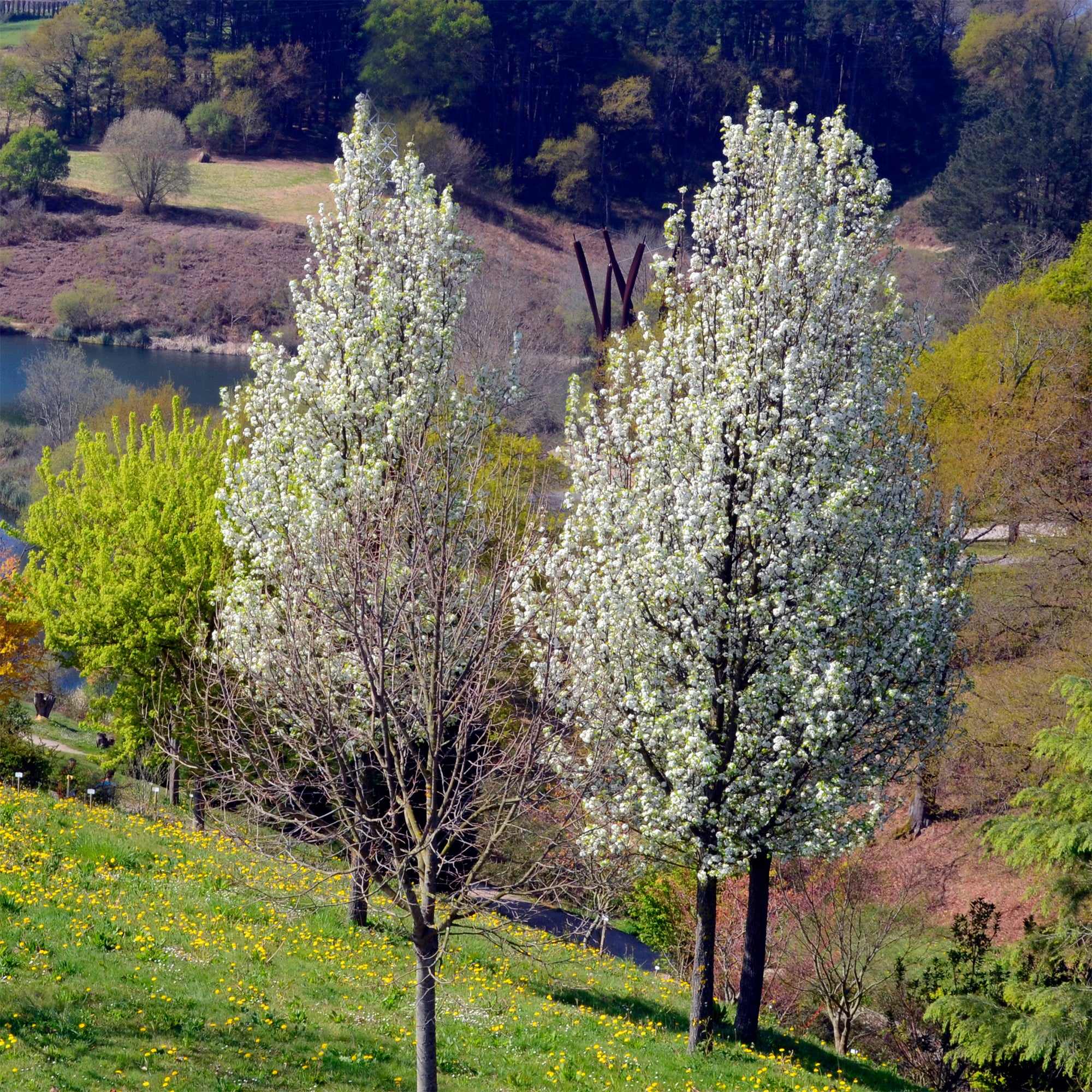 Stadtbirne 'Chanticleer' - Image 2