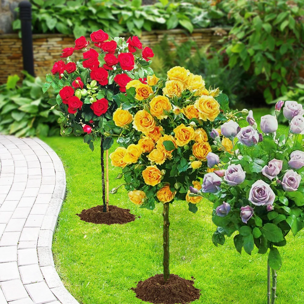 Stammrosen-Kollektion (x3) - Image 2