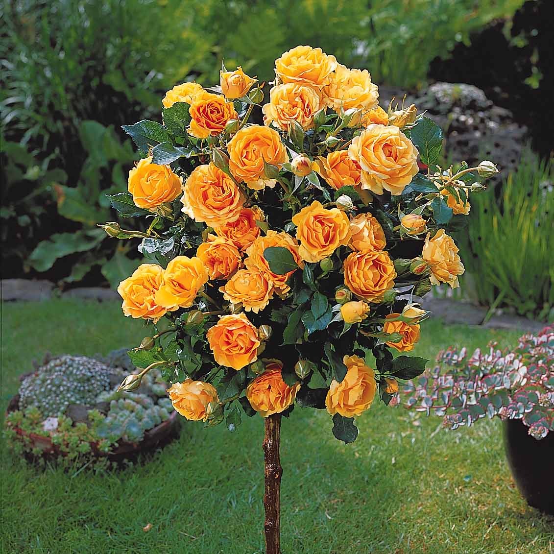 Stammrosen-Kollektion (x3) - Image 3
