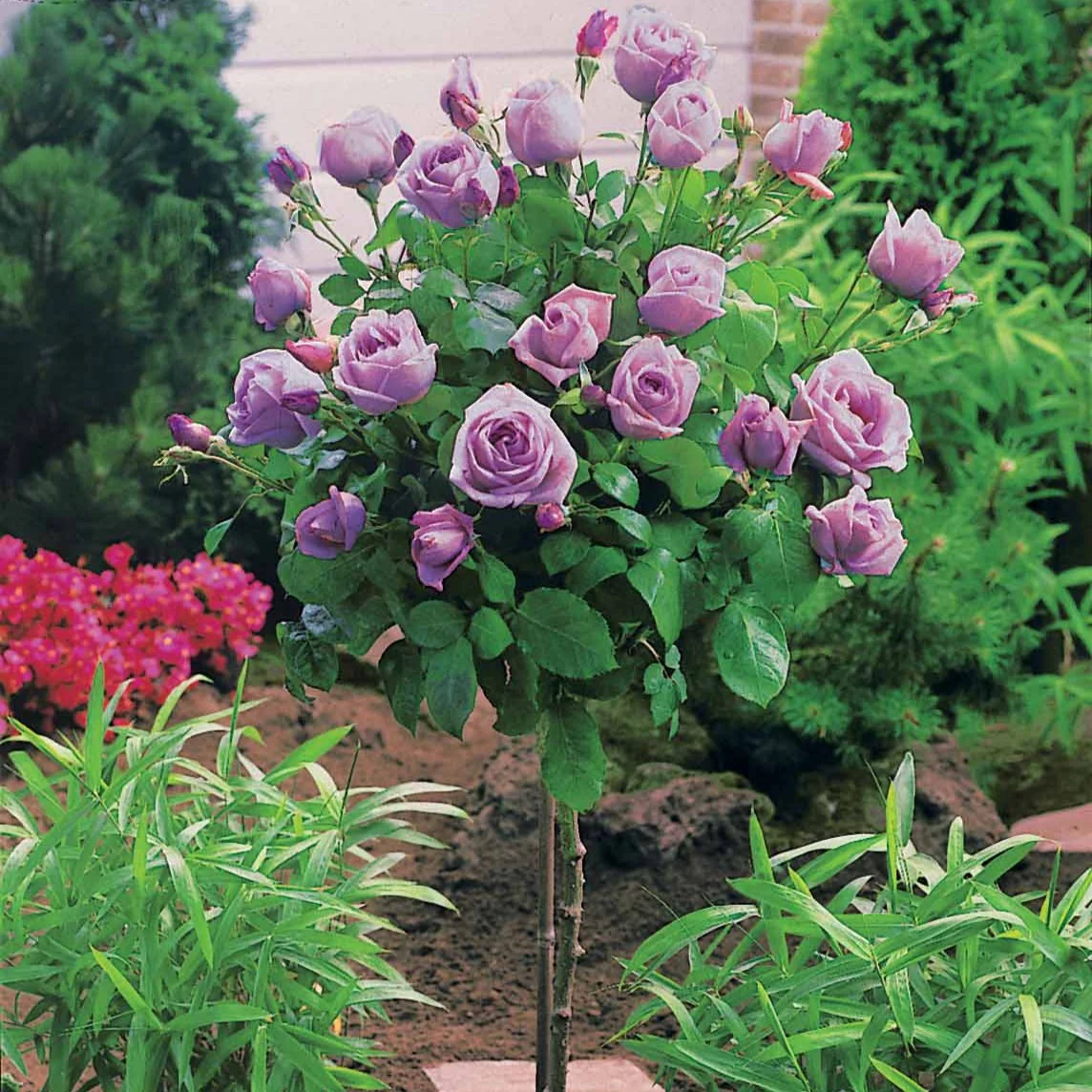 Stammrosen-Kollektion (x3) - Image 4