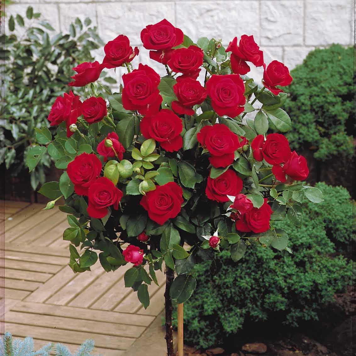 Stammrosen-Kollektion (x3) - Image 5