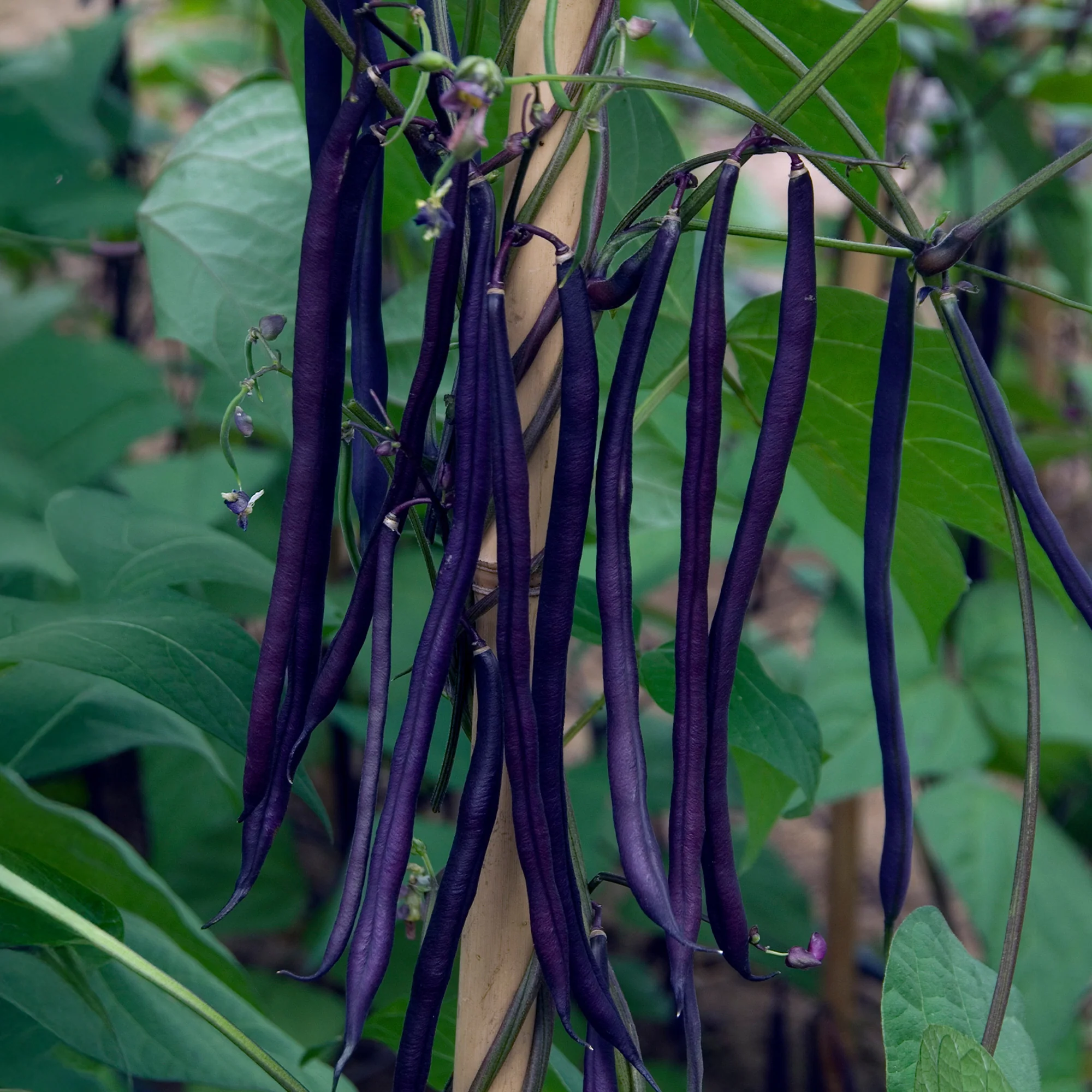 Stangenbohne mit violetten Hülsen - Image 3