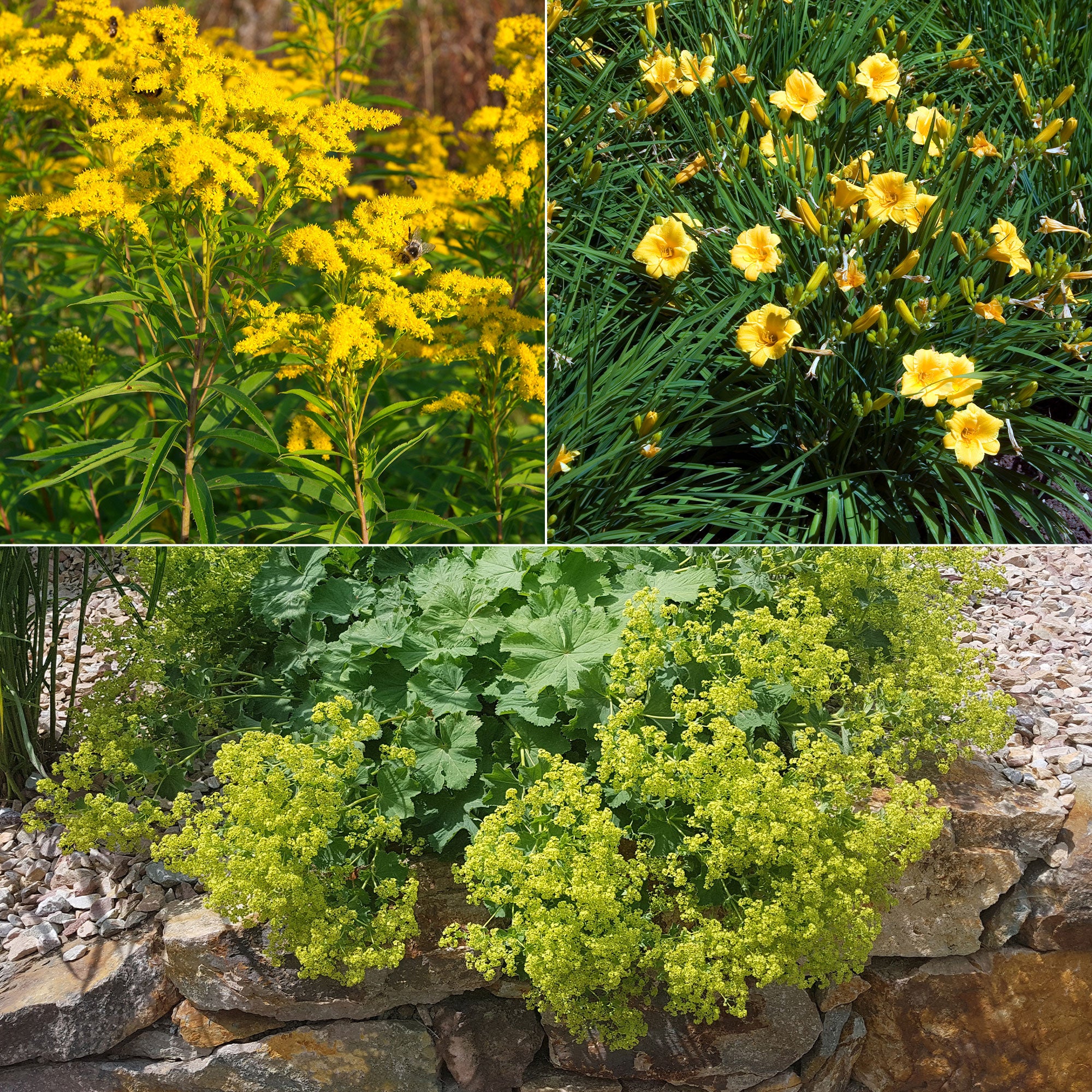 Stauden-Kollektion mit gelber Blüte (x11)