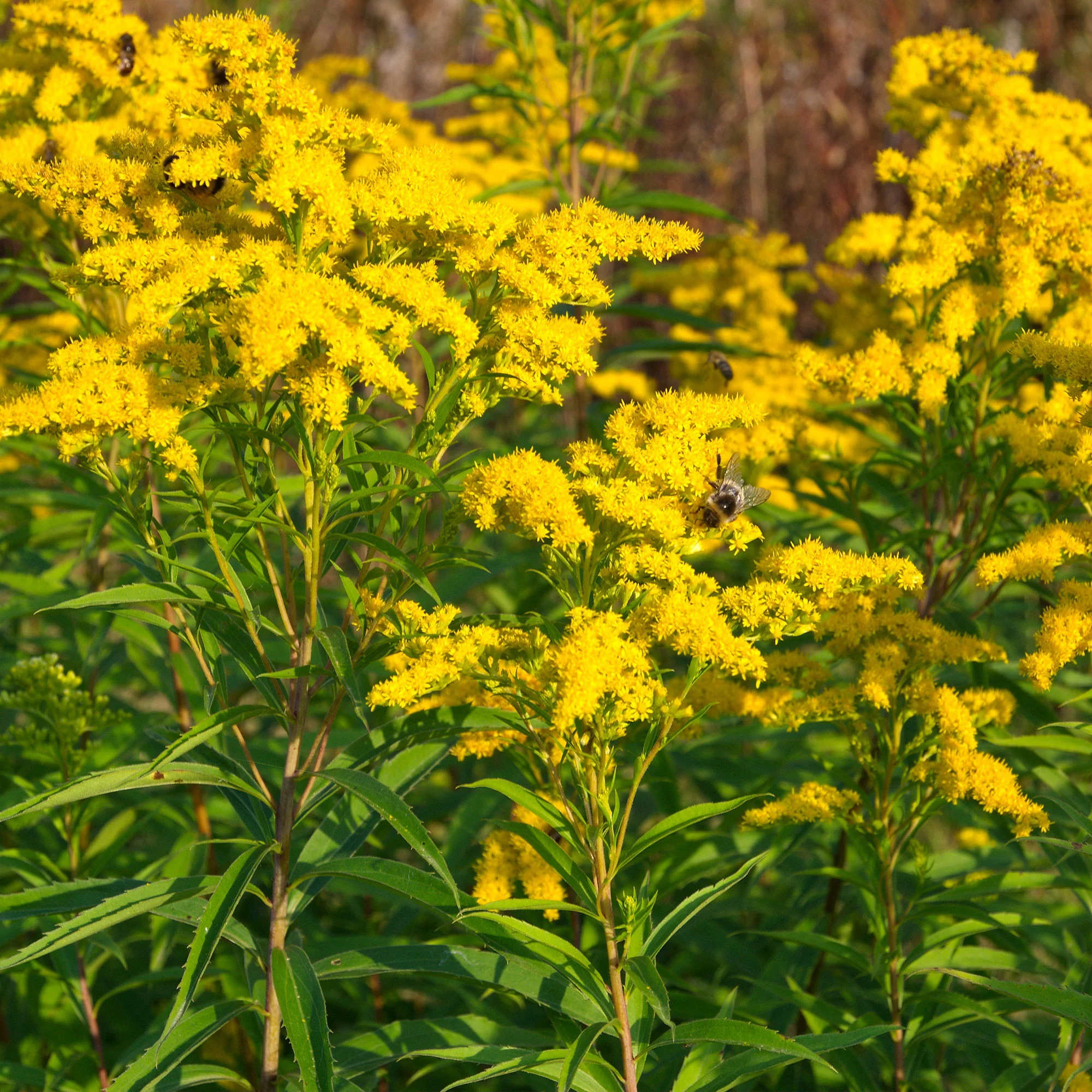 Stauden-Kollektion mit gelber Blüte (x11) - Image 2