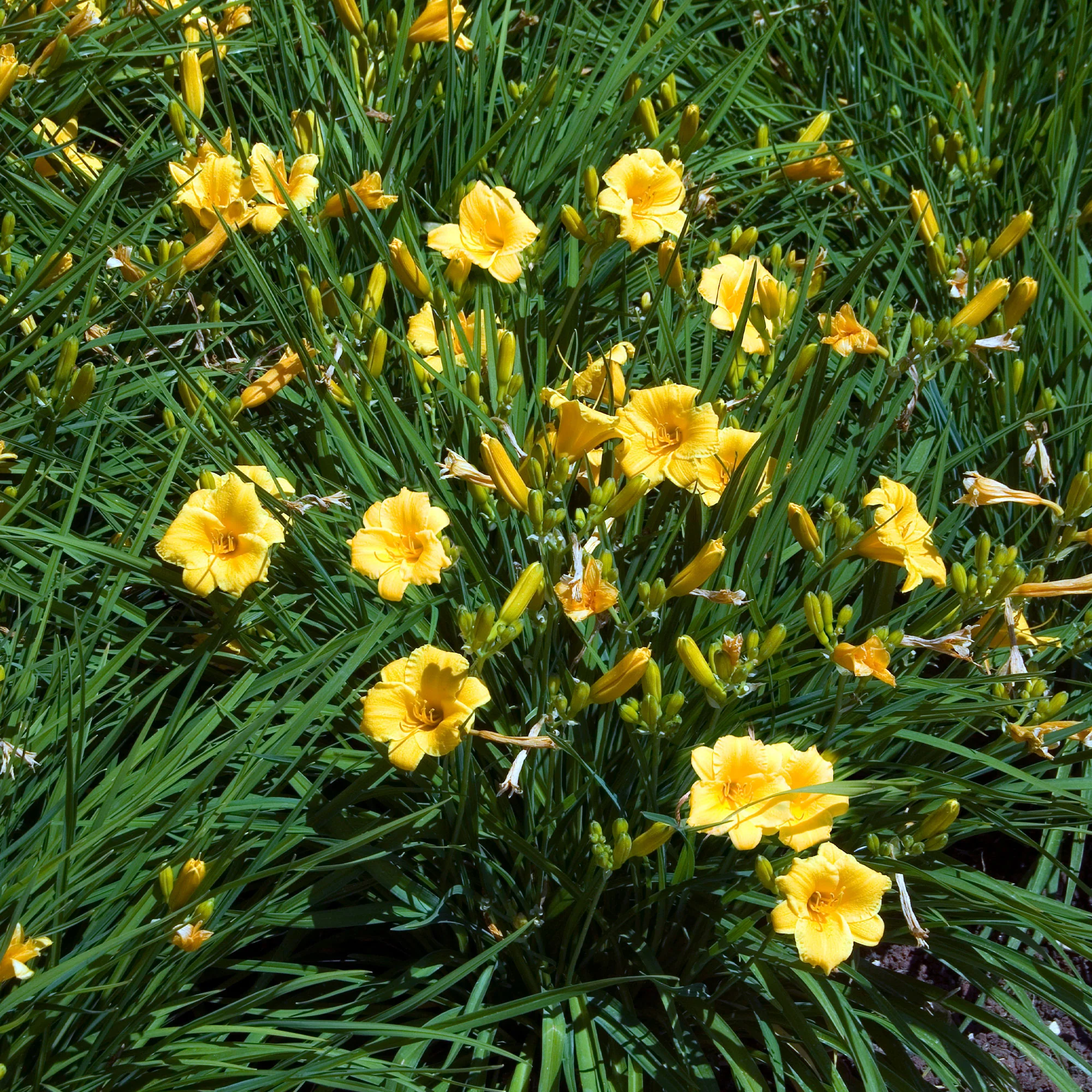 Stauden-Kollektion mit gelber Blüte (x11) - Image 3