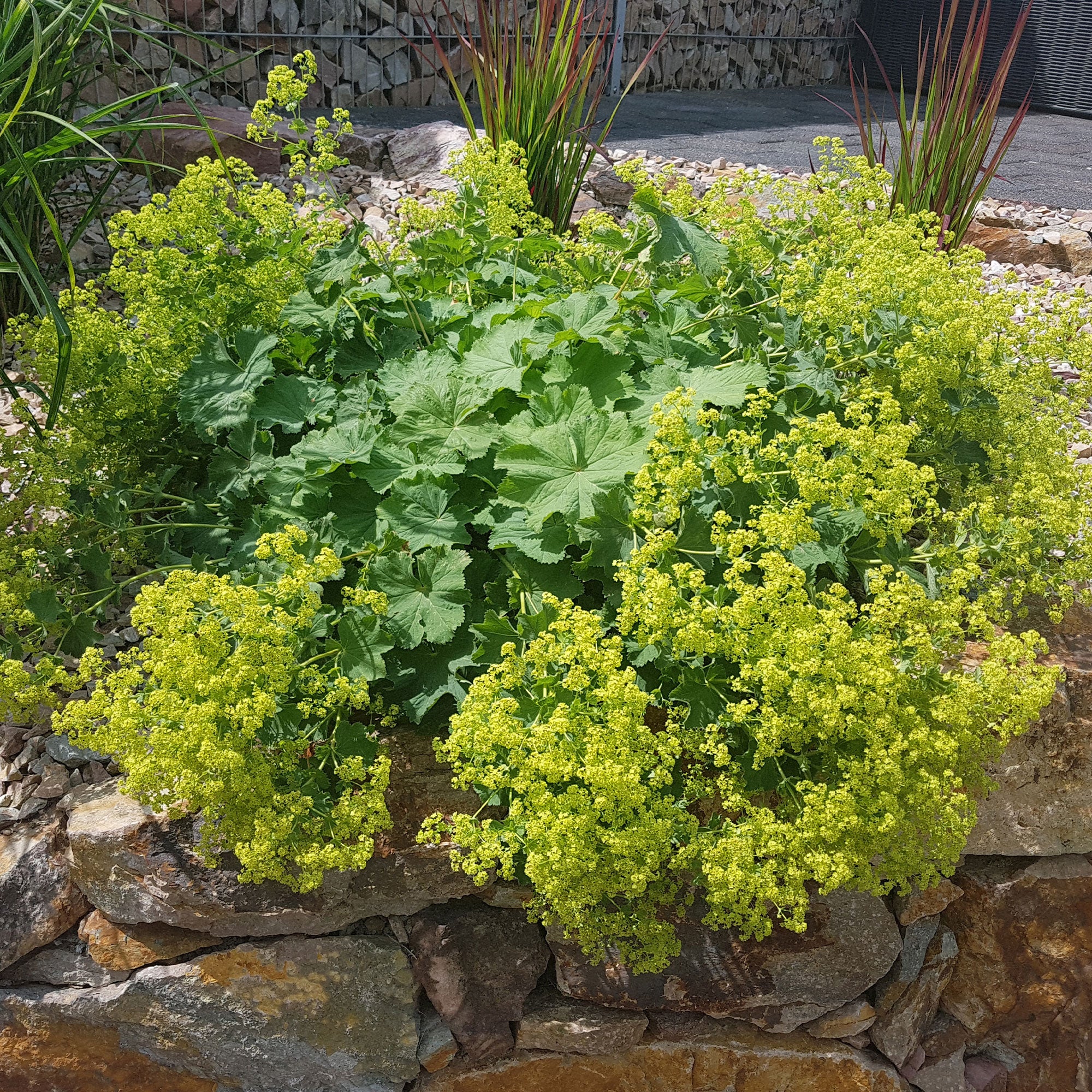 Stauden-Kollektion mit gelber Blüte (x11) - Image 4