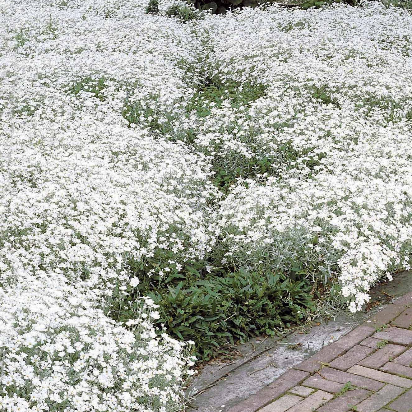 Stauden-Kollektion mit weißen Blüten (x9) - Image 4