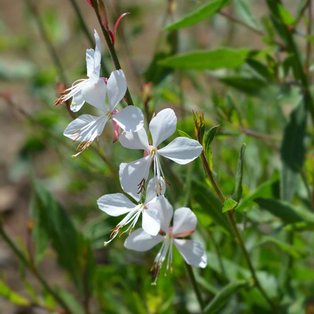 Stauden-Kollektion mit weißen Blüten (x9) - Image 7