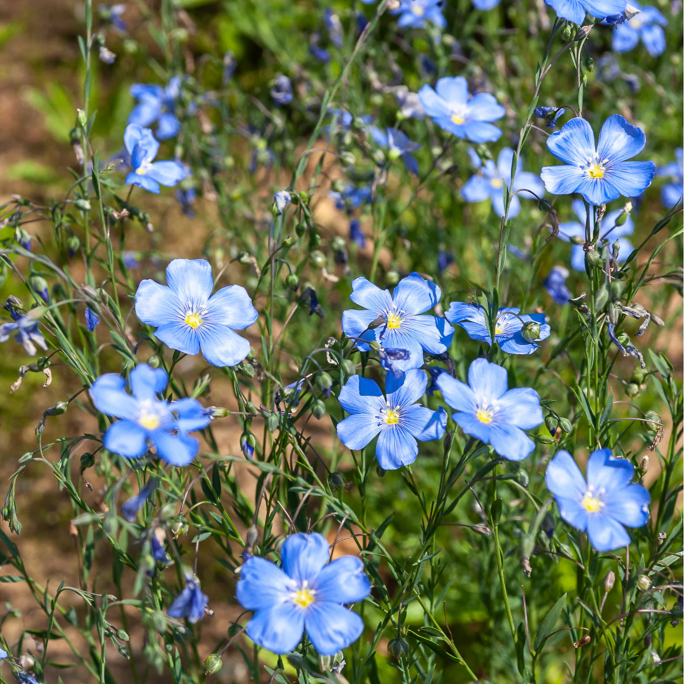 Staudenlein ‘Saphir’