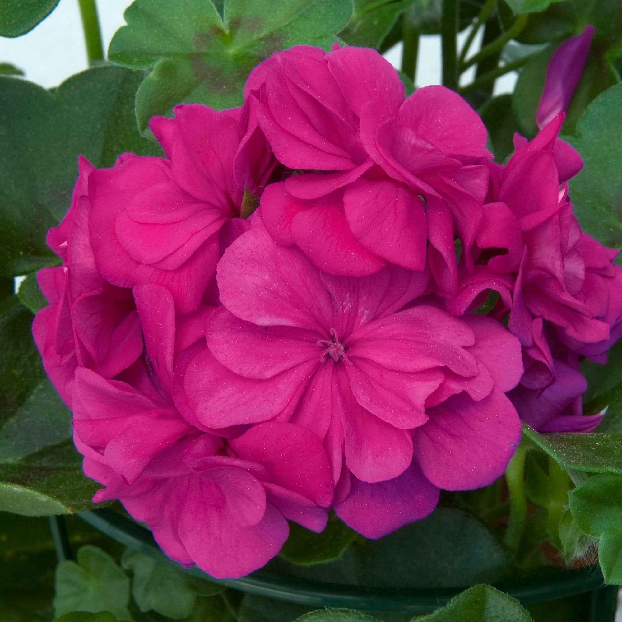 Stehende Geranie 'Dark Lilac' - Image 3