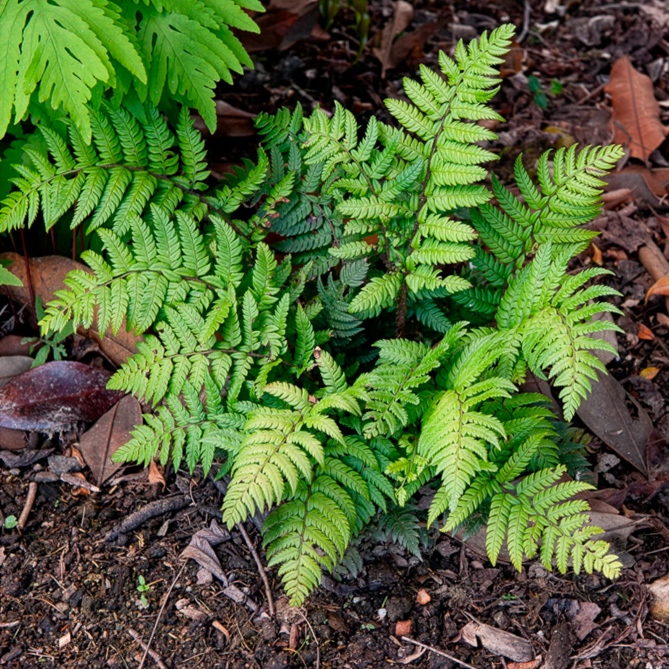 Steifer Schildfarn - Image 3