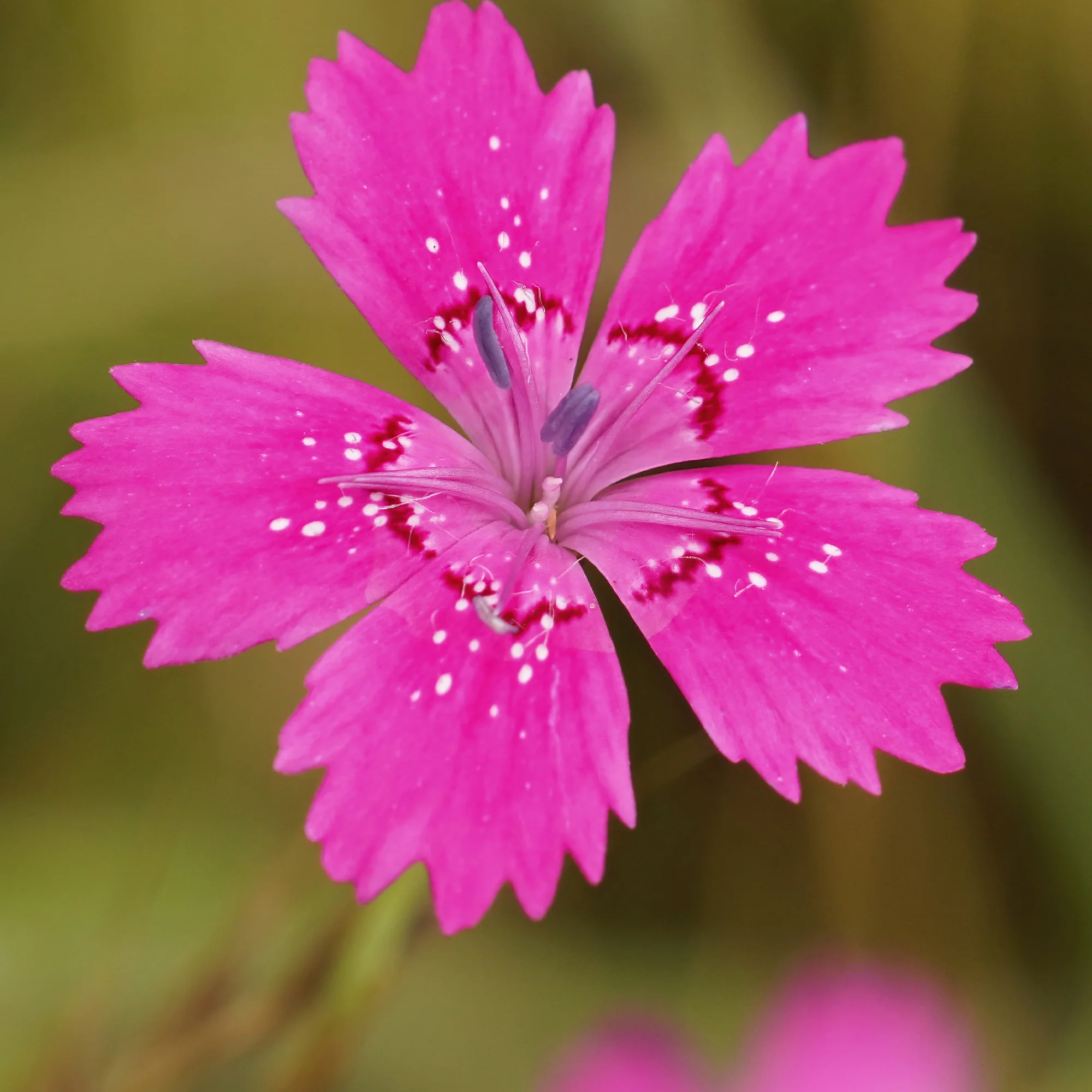 Stein-Nelke 'Rosea' - Image 2