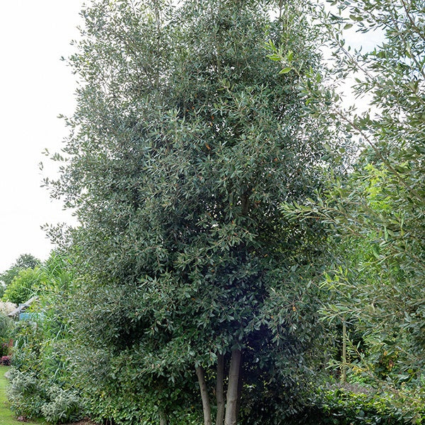 Steineiche - Image 2