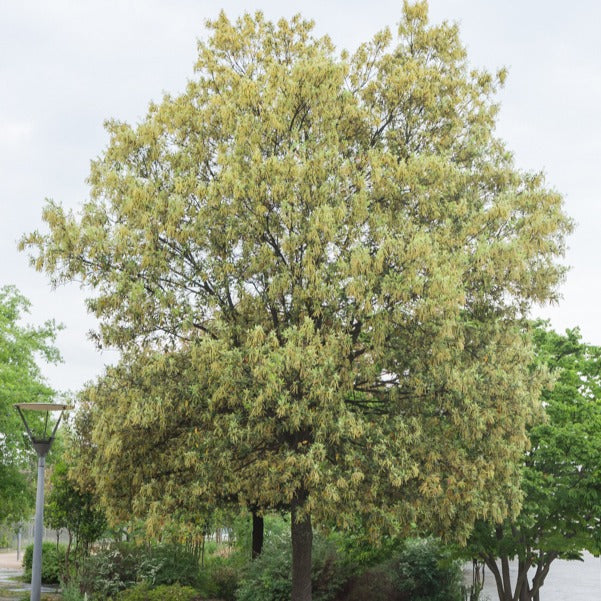 Steineiche - Image 3