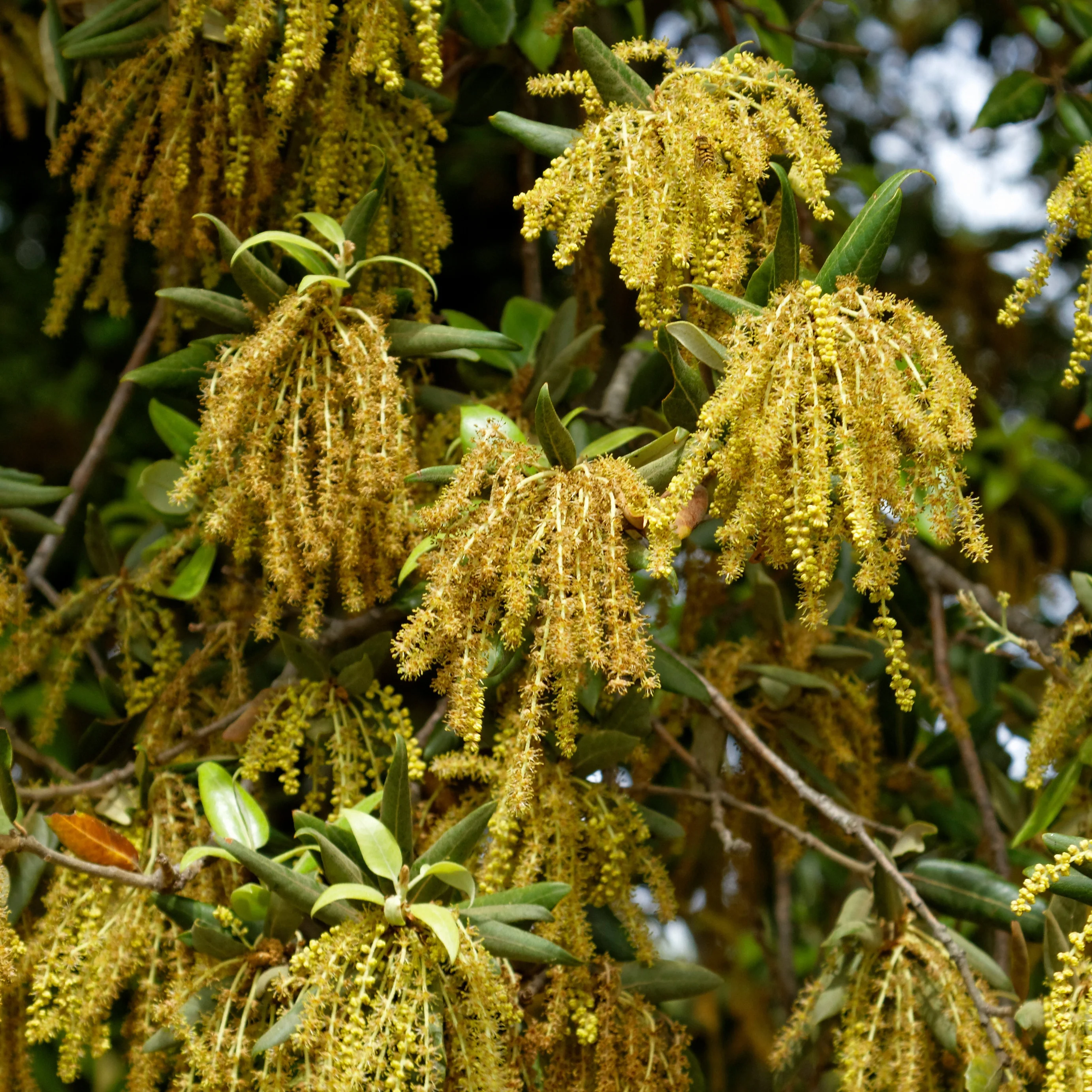 Steineiche - Image 4