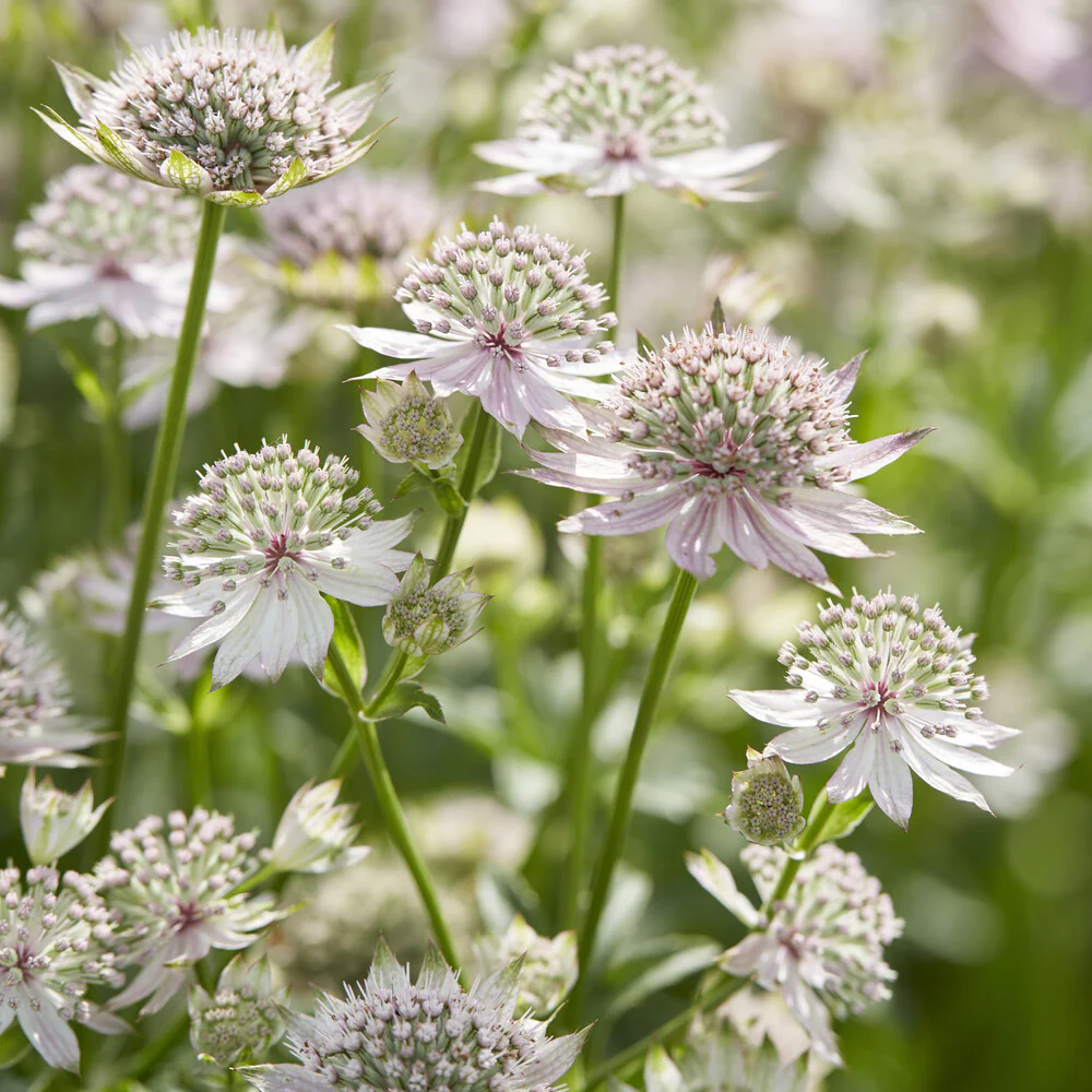 Sterndolde ‘Florence’