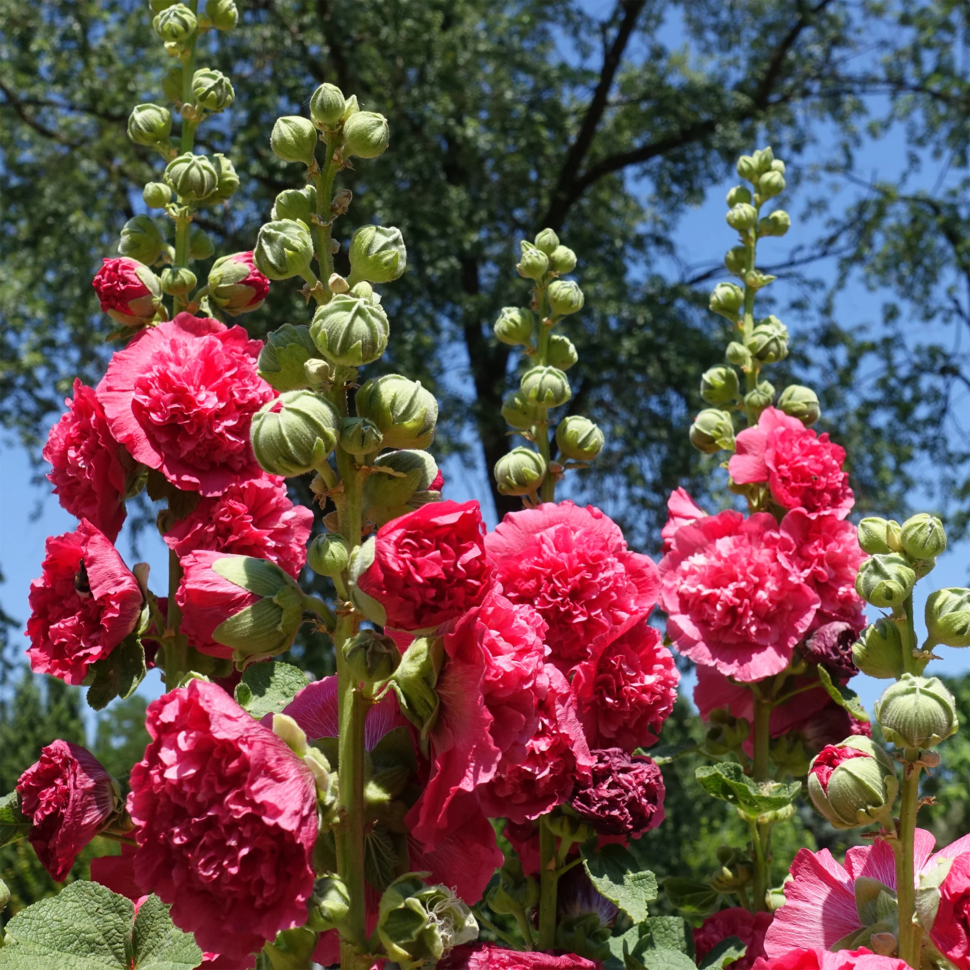 Stockrose Chater´s Double red