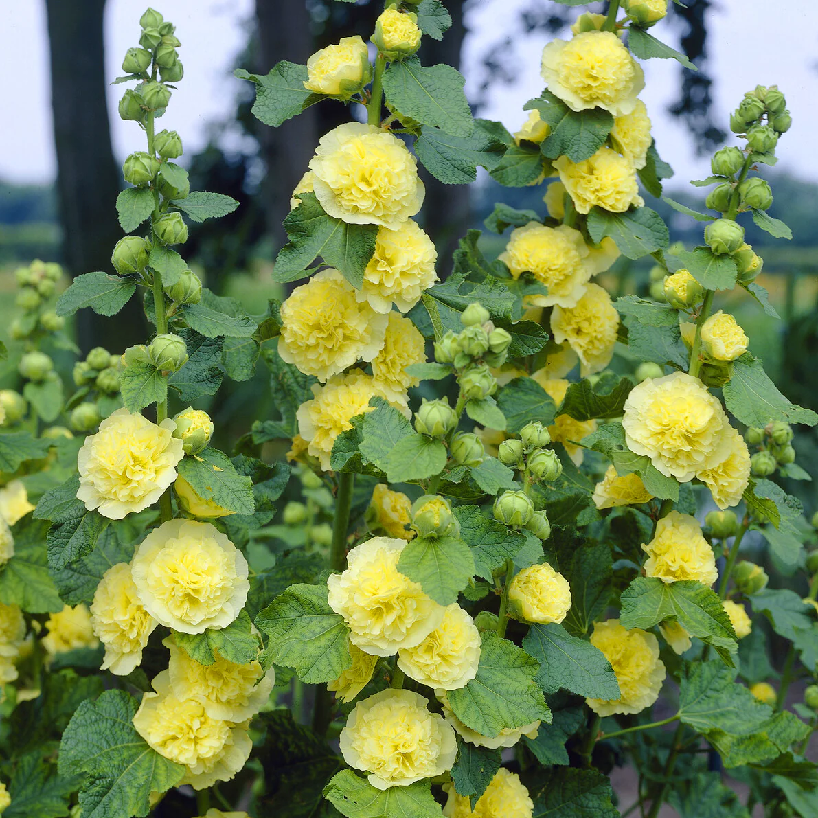 Stockrose gefüllt gelb