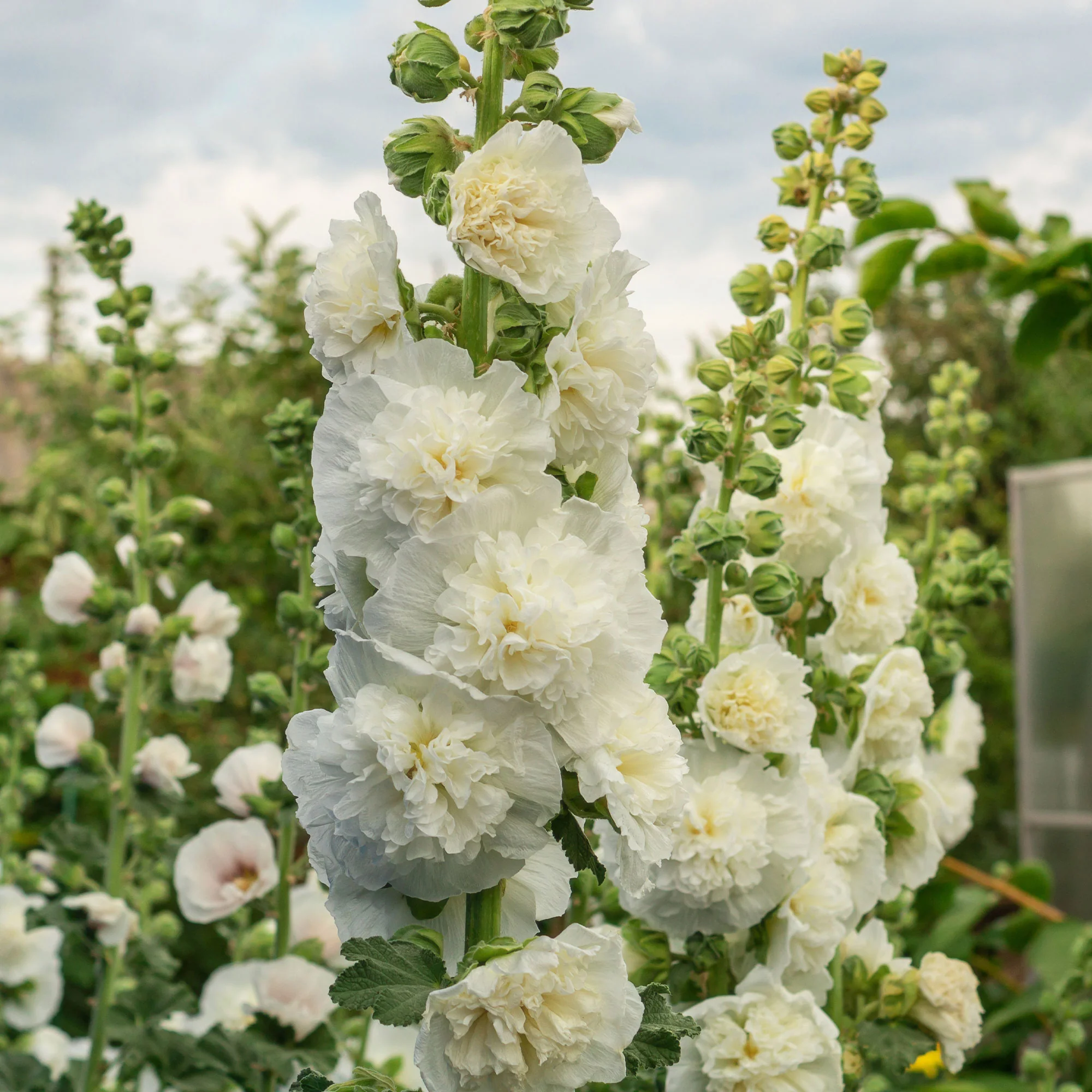 Stockrose gefüllt weiß