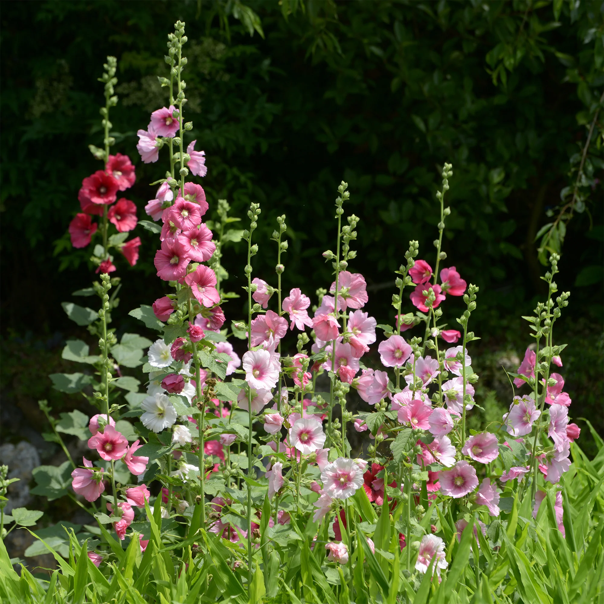 Stockrose Simplex - Image 4