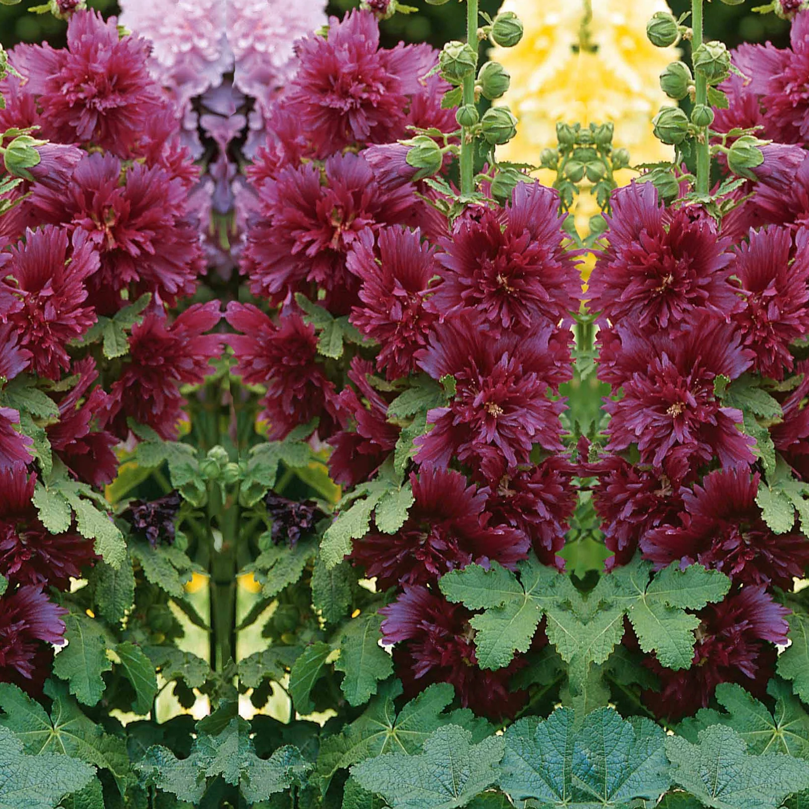 Stockrose ‘Spring Celebrities Purple’