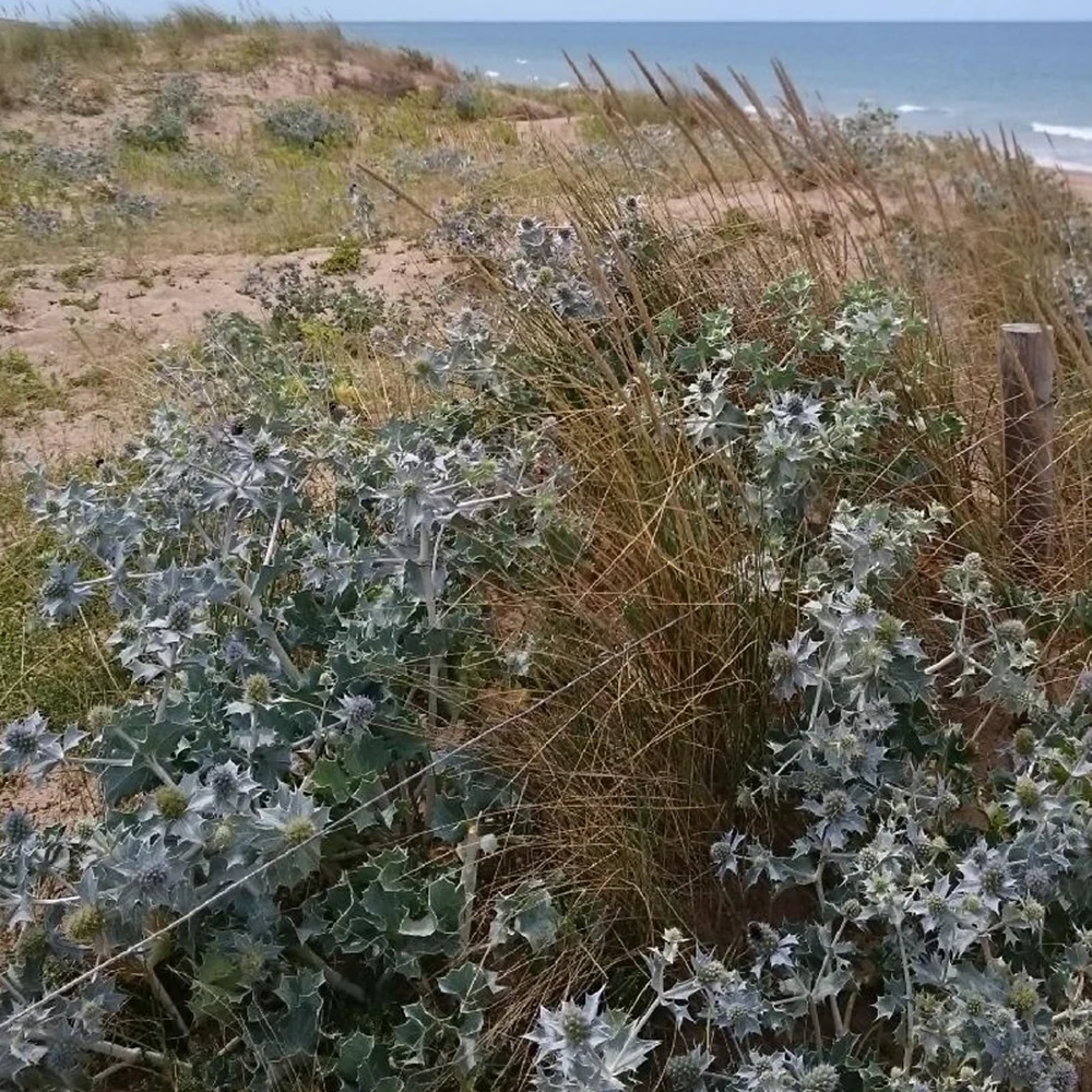 Stranddistel - Image 3